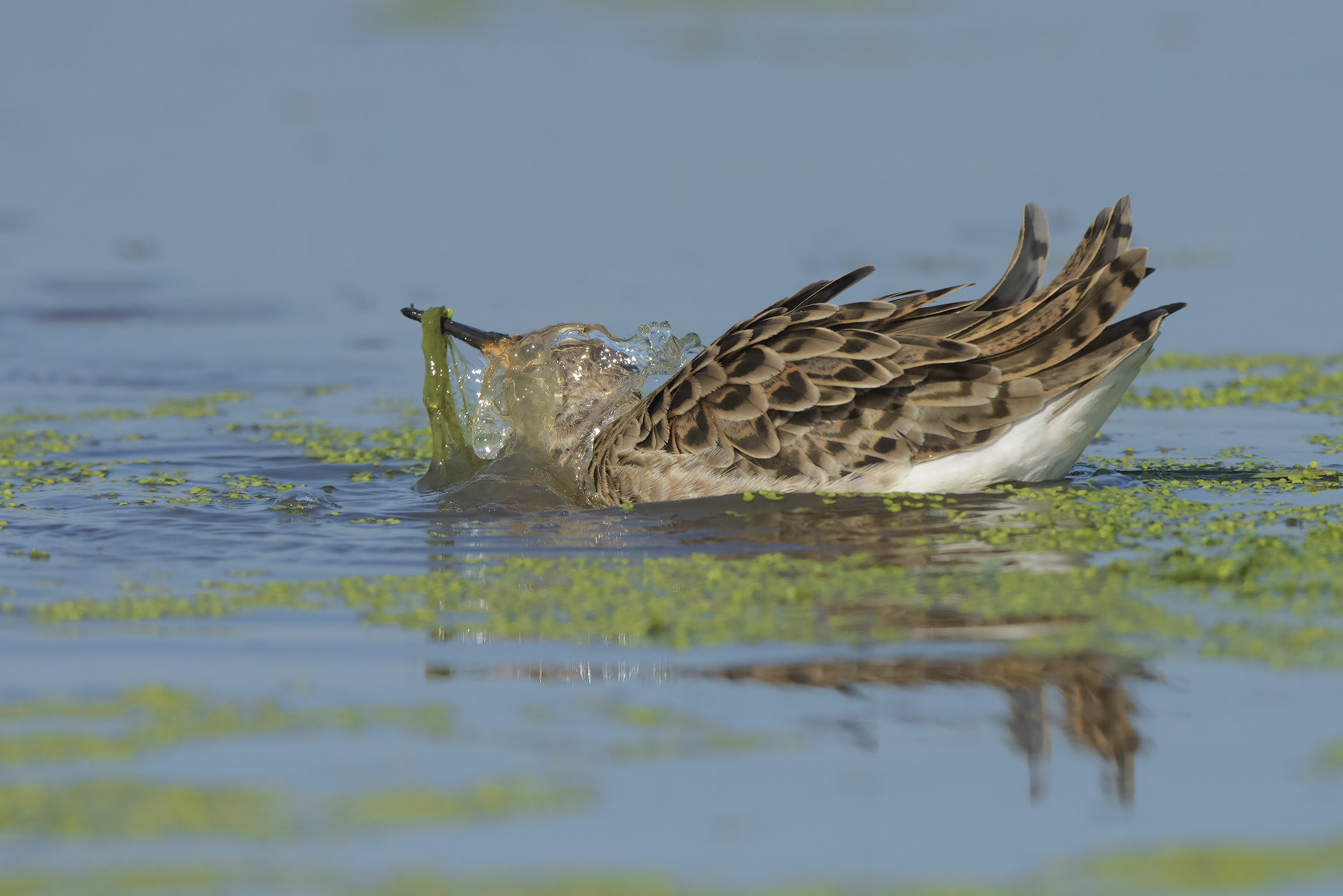 il bagno del combattente