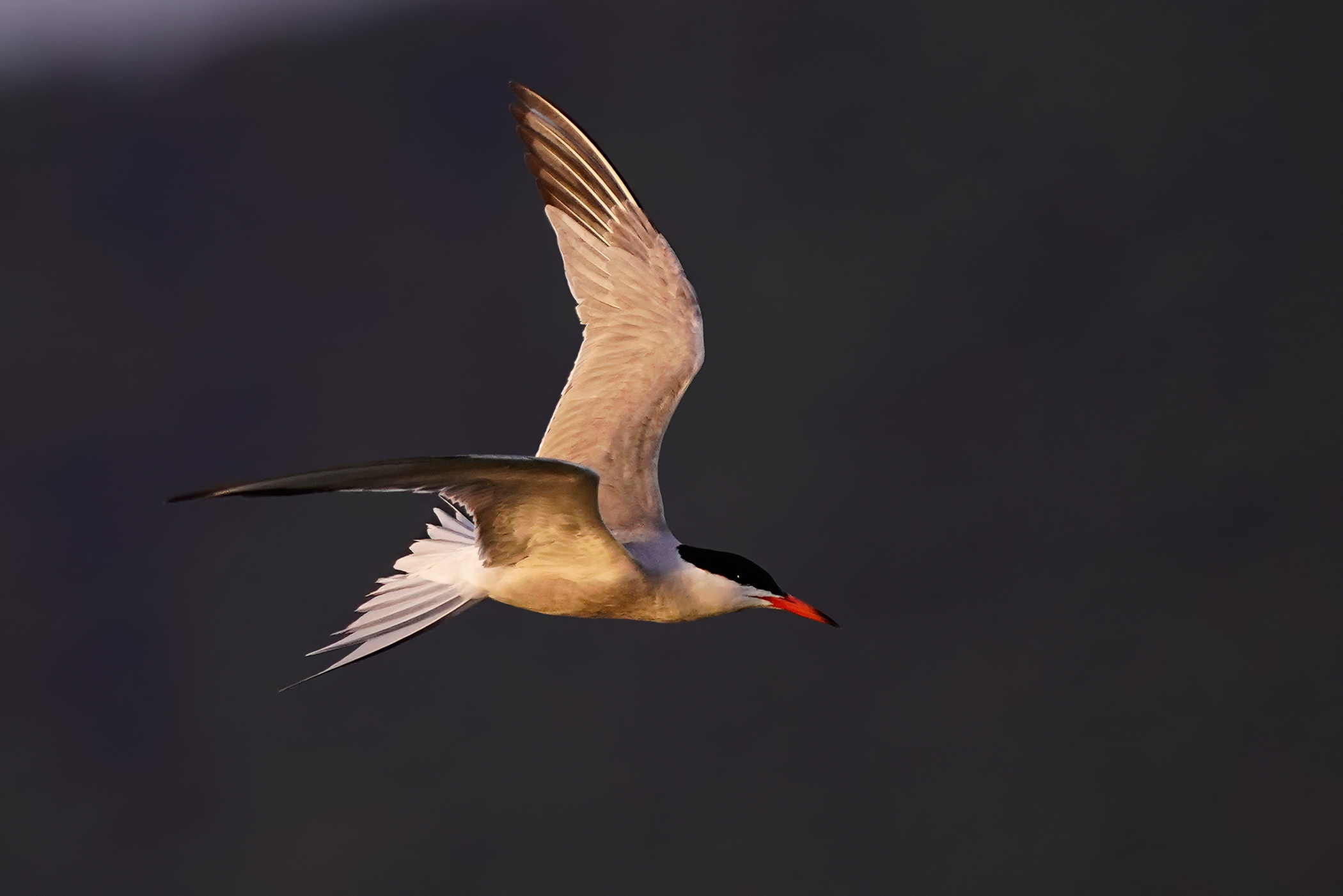 Sterna comune al tramonto