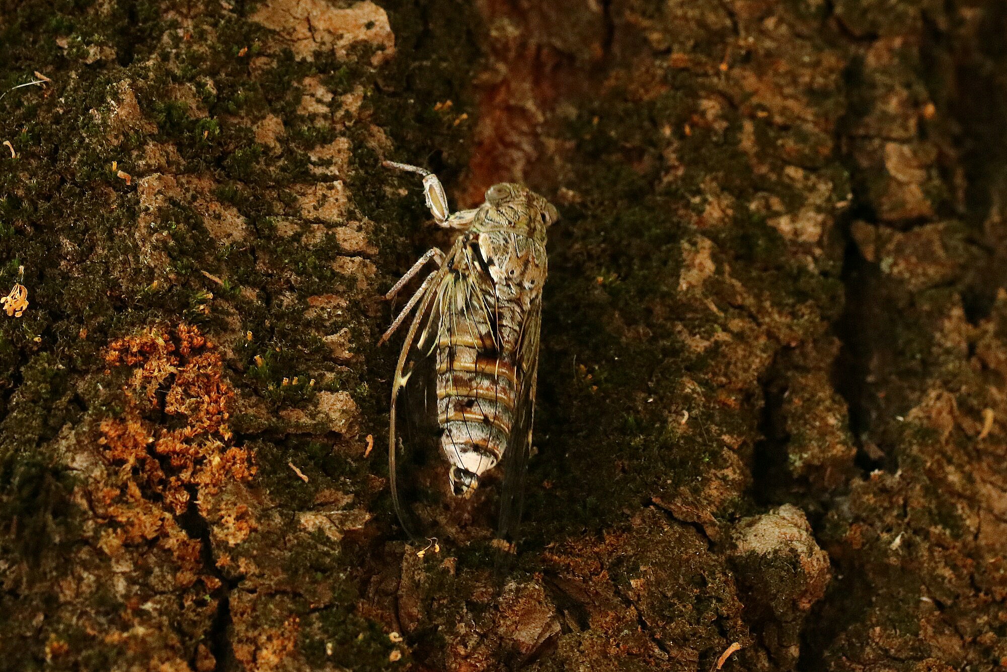 Cicala