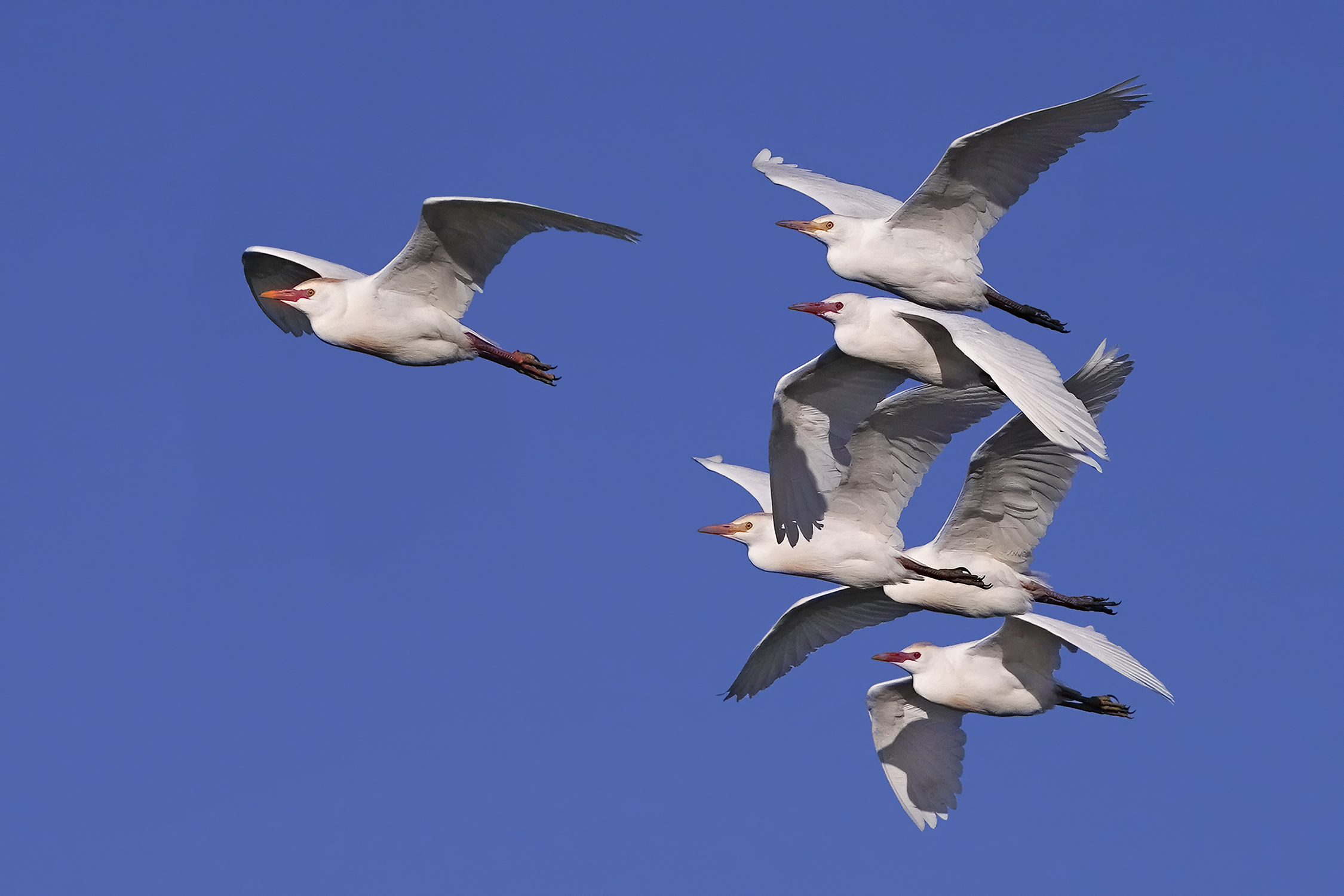 Aironi guardabuoi al rientro in garzaia