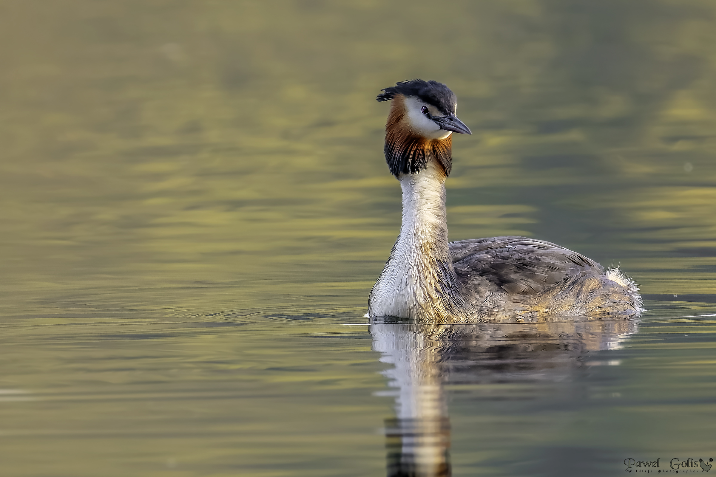 Grande svasso crestato (podiceps cristatus)