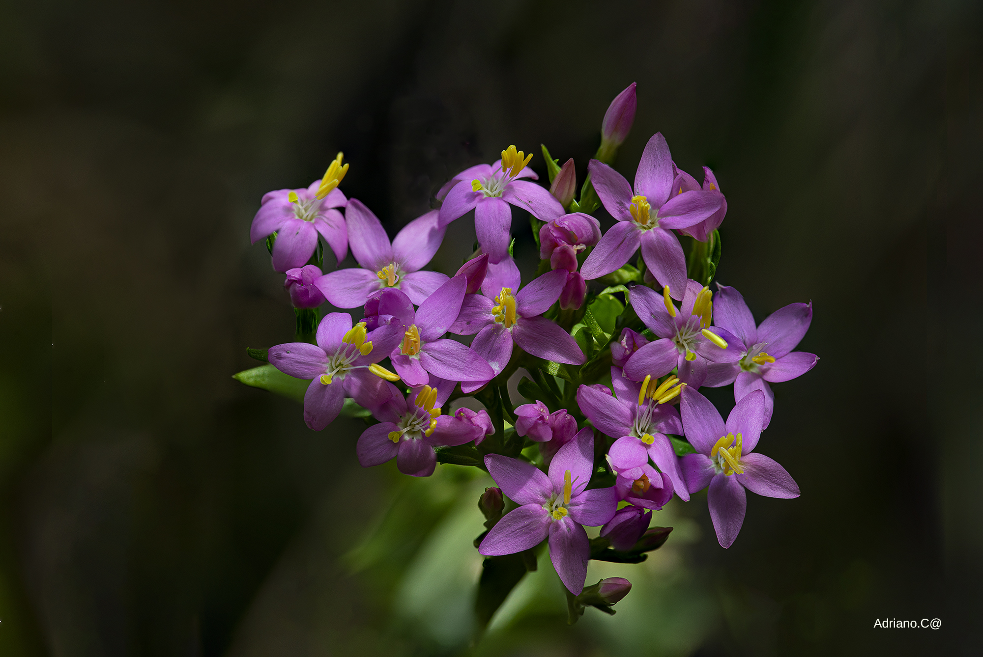 "Centaurium erythaea"