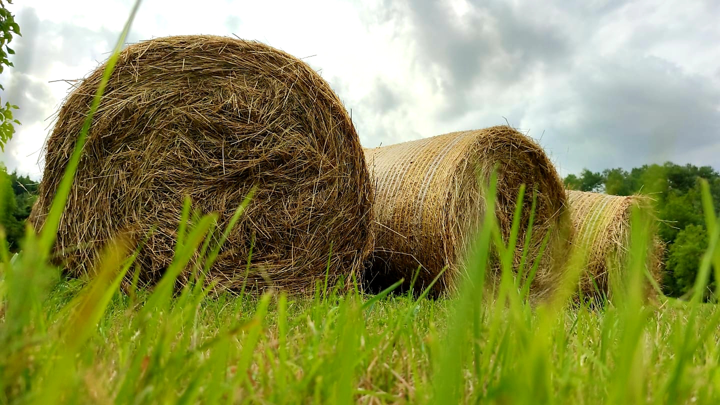 hay