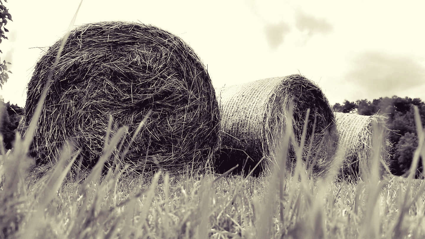 hay