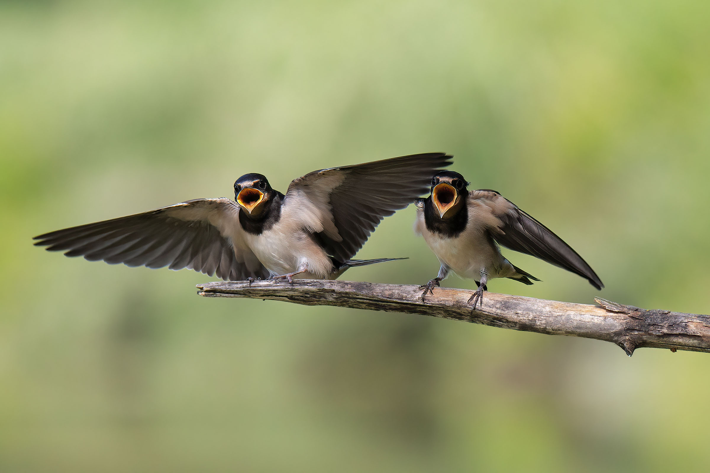 Hungry Young Swallows