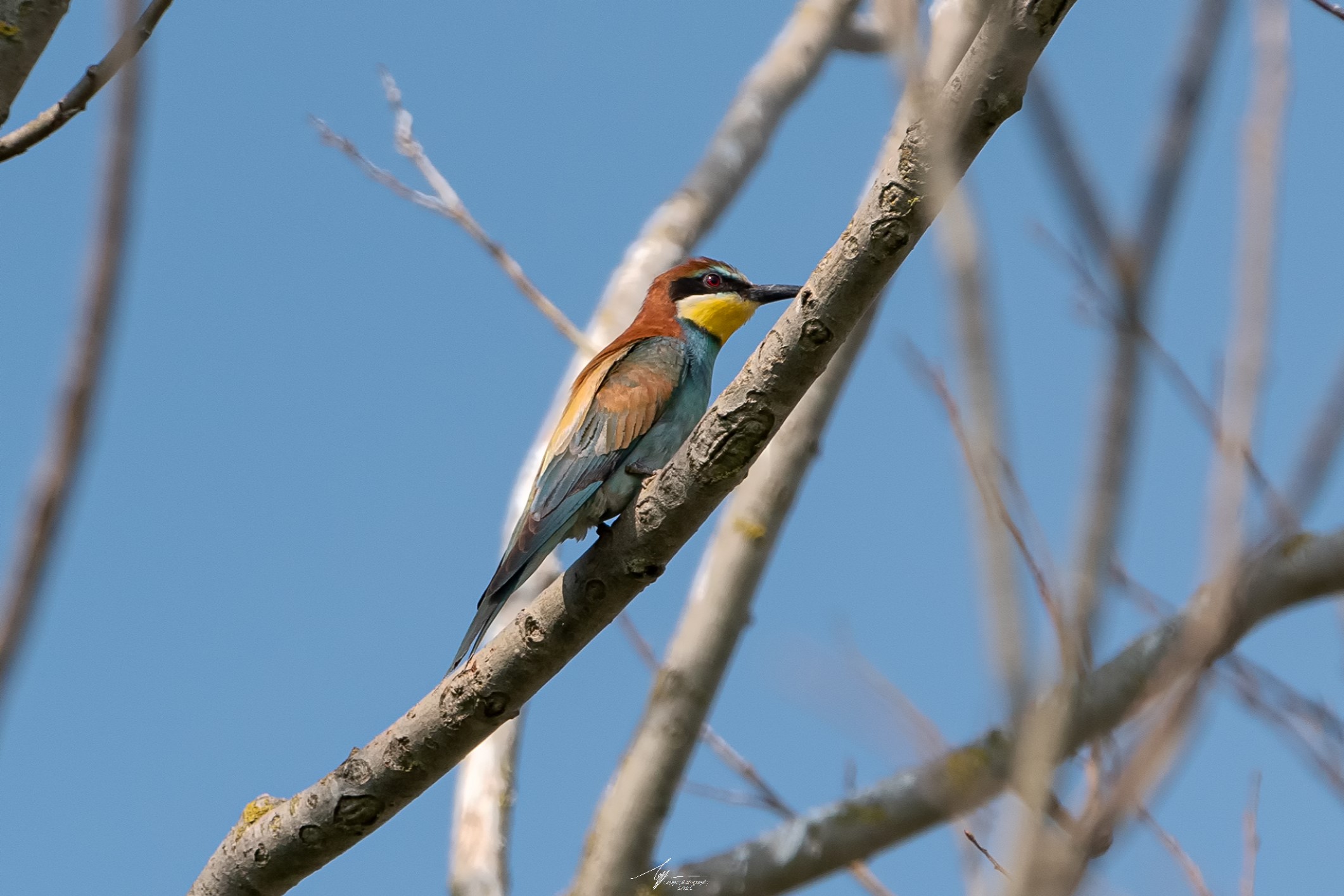 Gruccione (Merops Apiaster - L.)