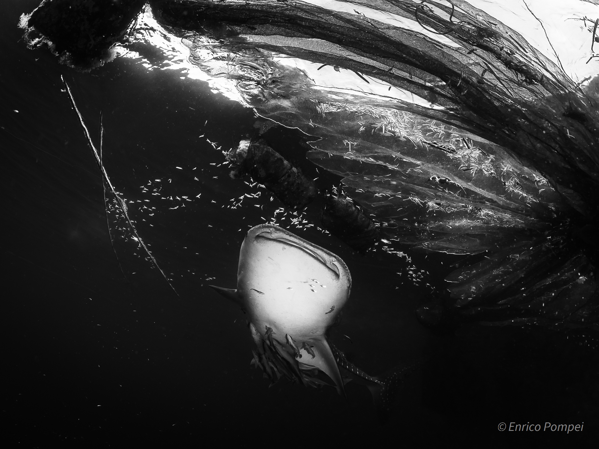Shark and Fishing nets