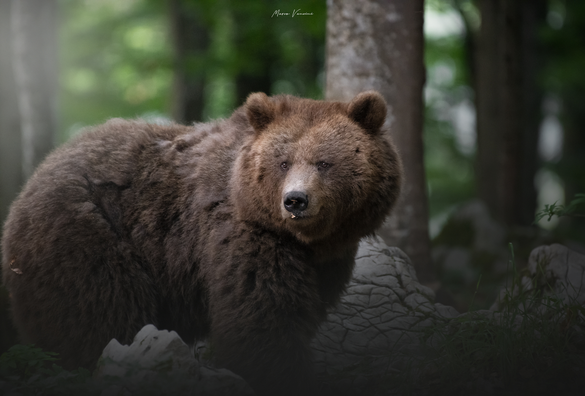 Nella terra degli orsi