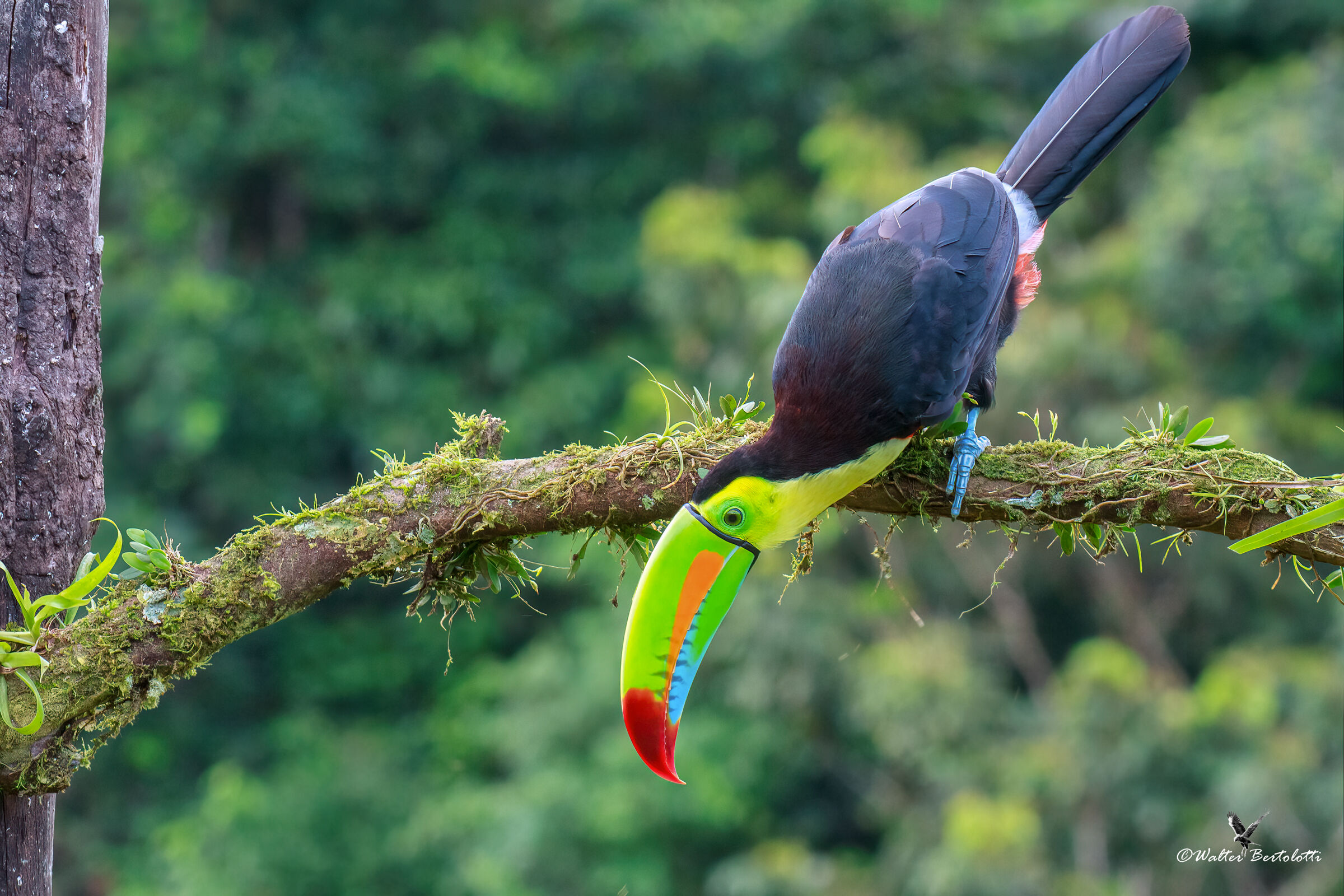Ramphastos sulfuratus