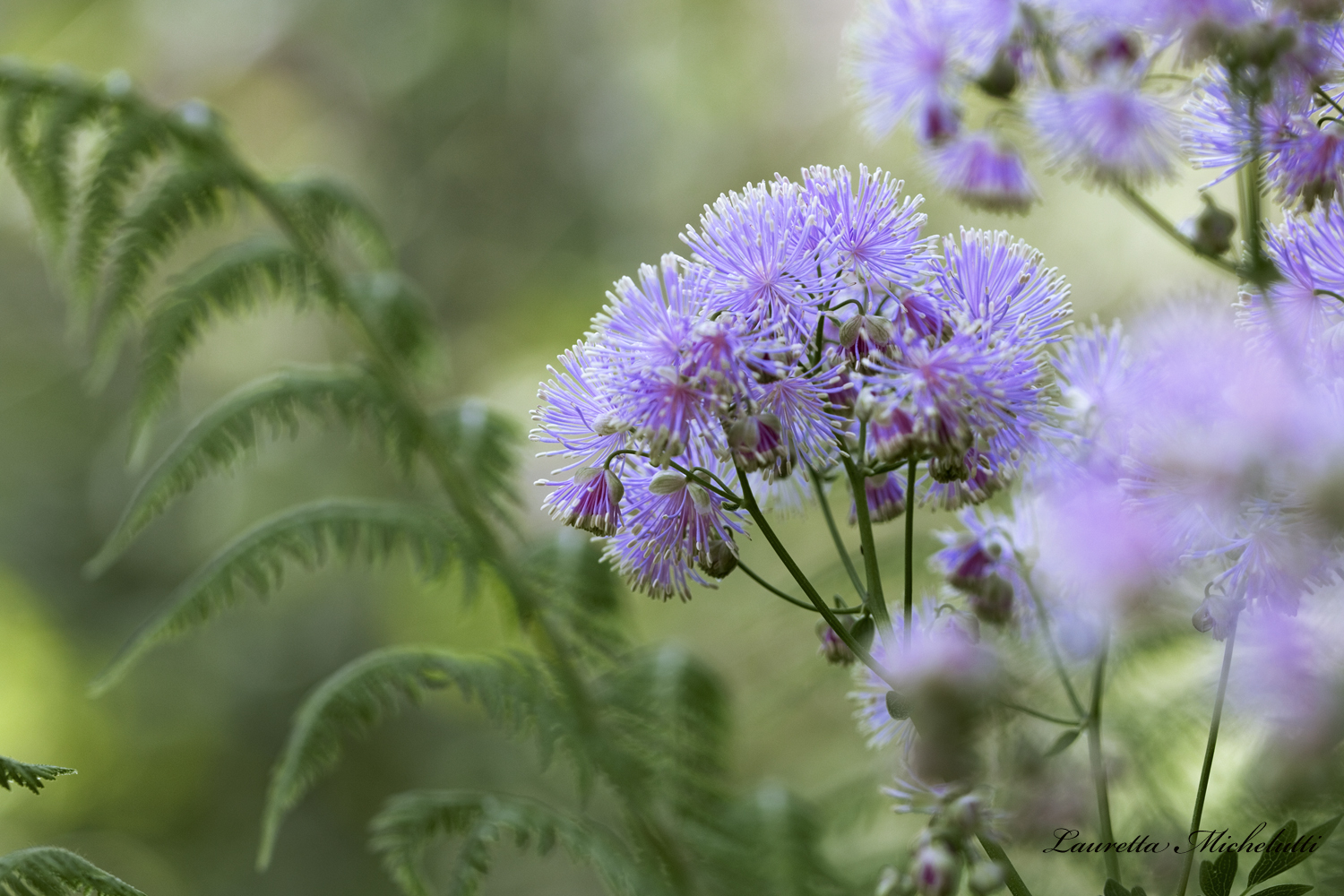 lilac