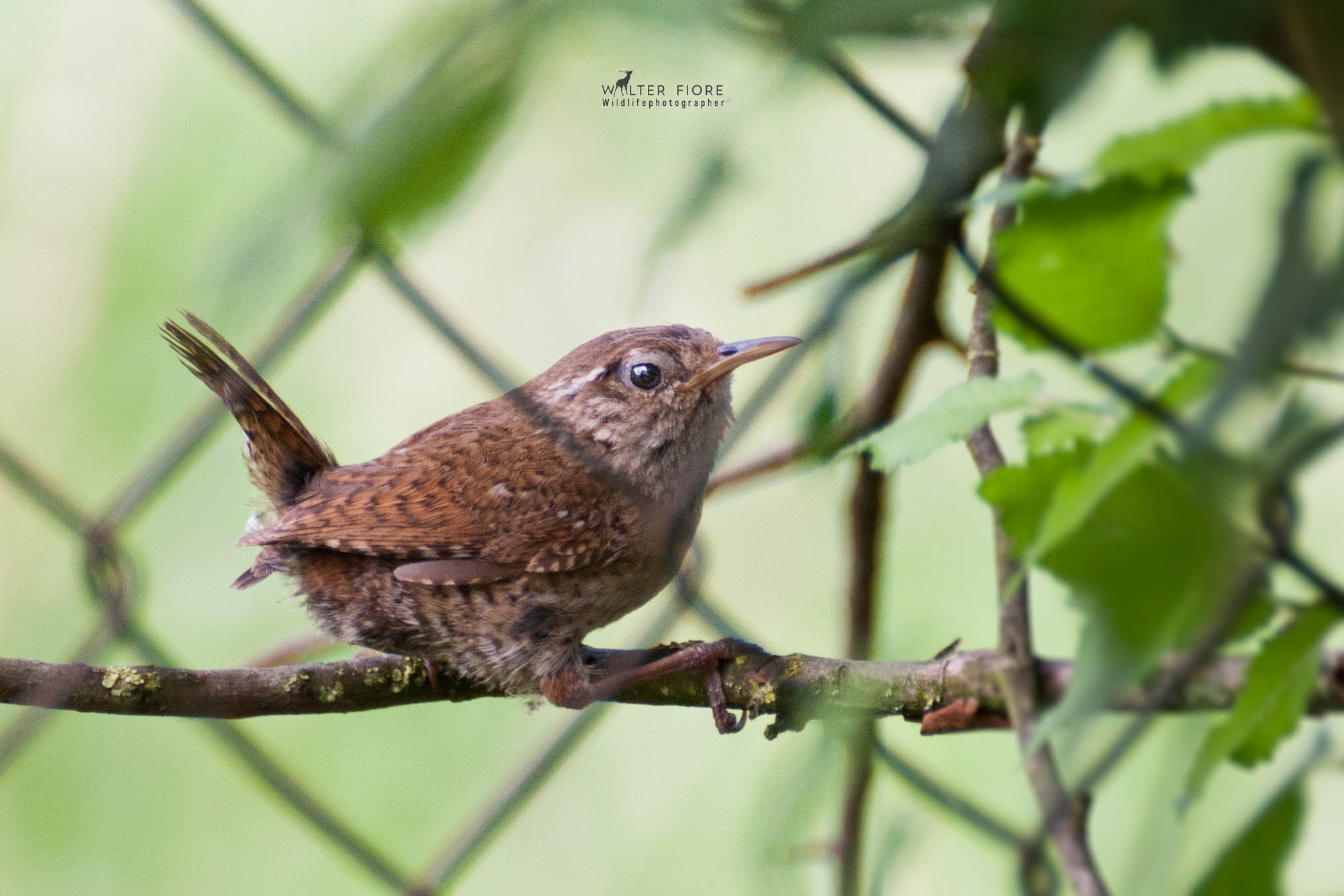 The little wren