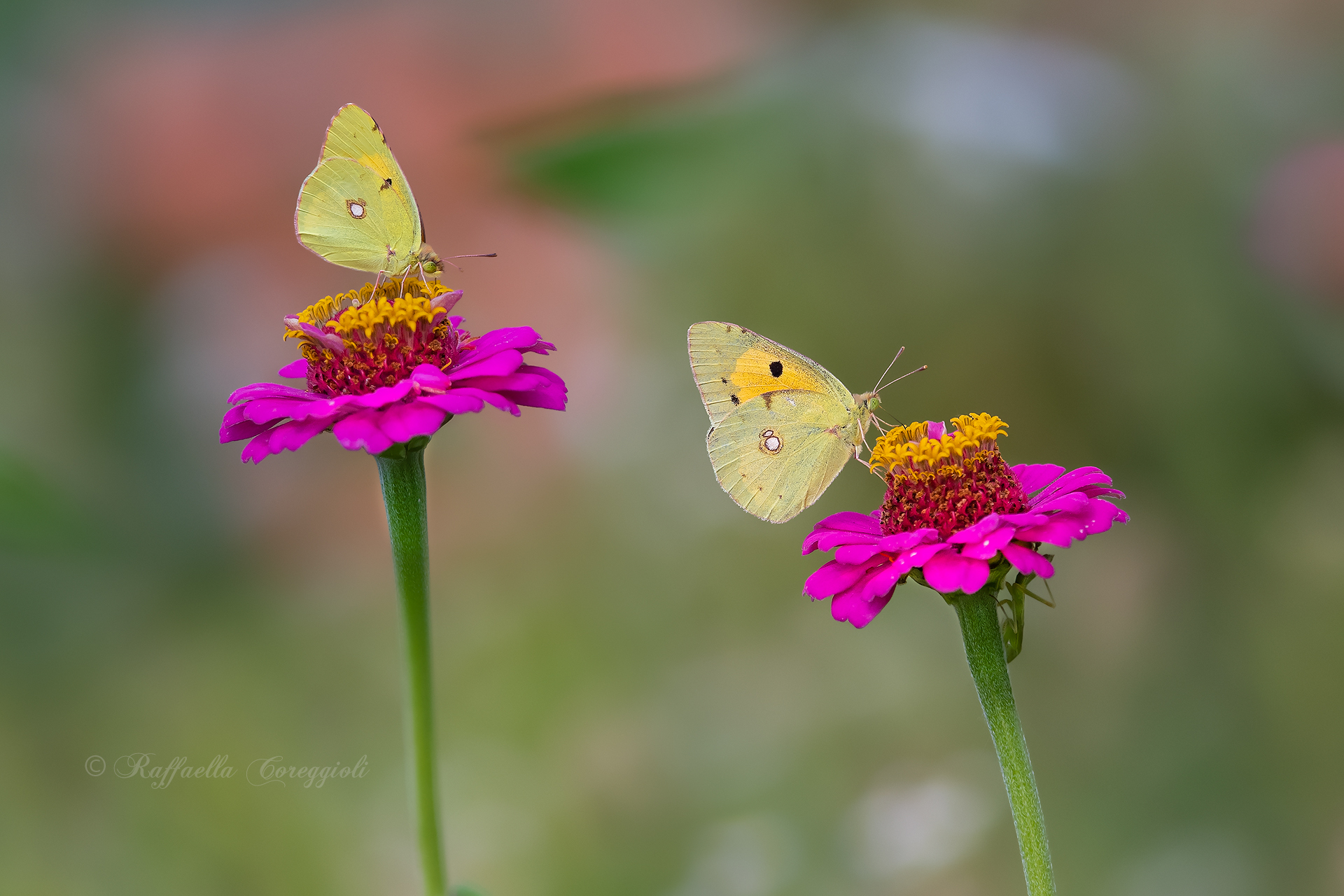 The danger is under the petals!