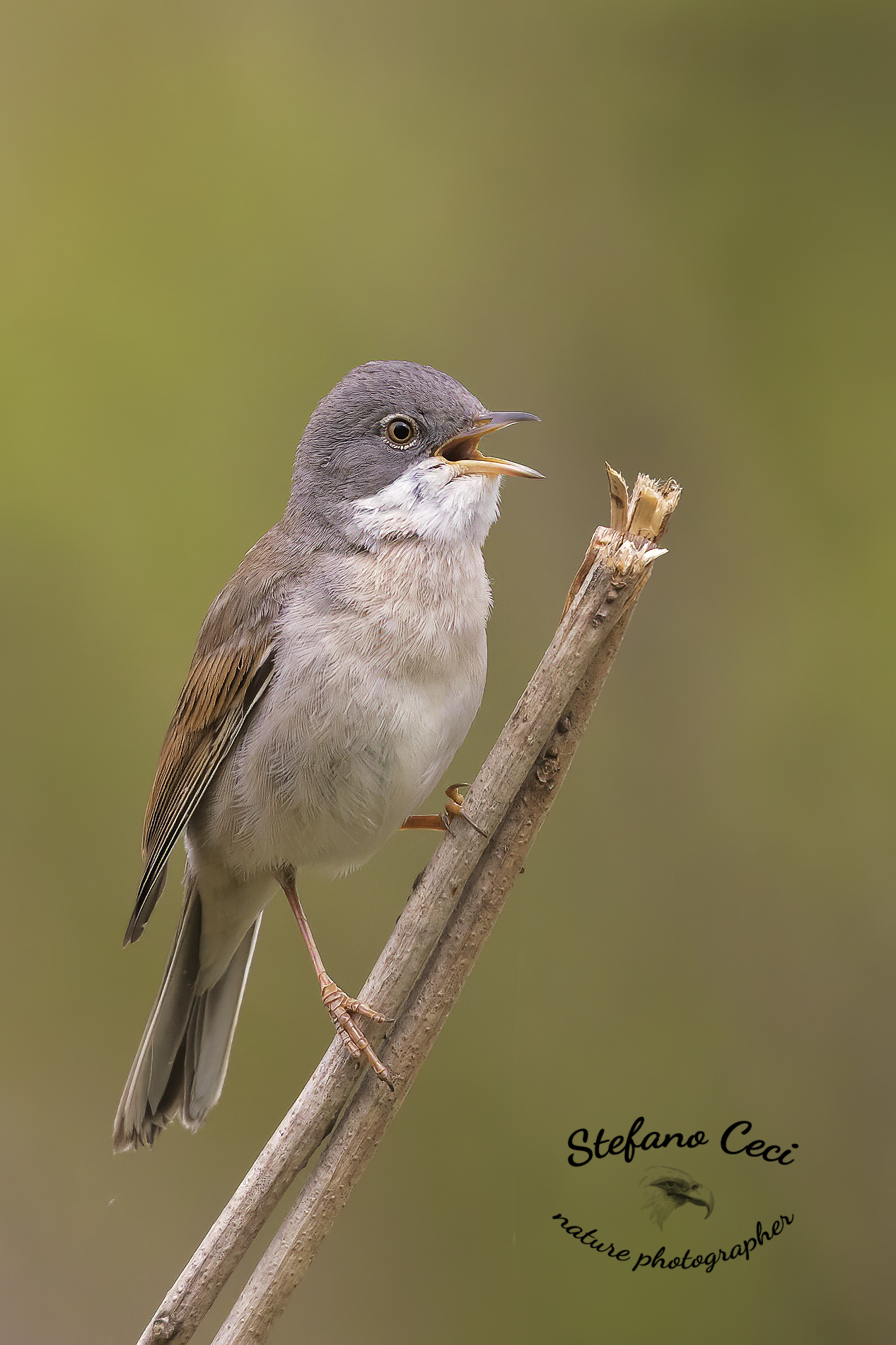 whitethroat