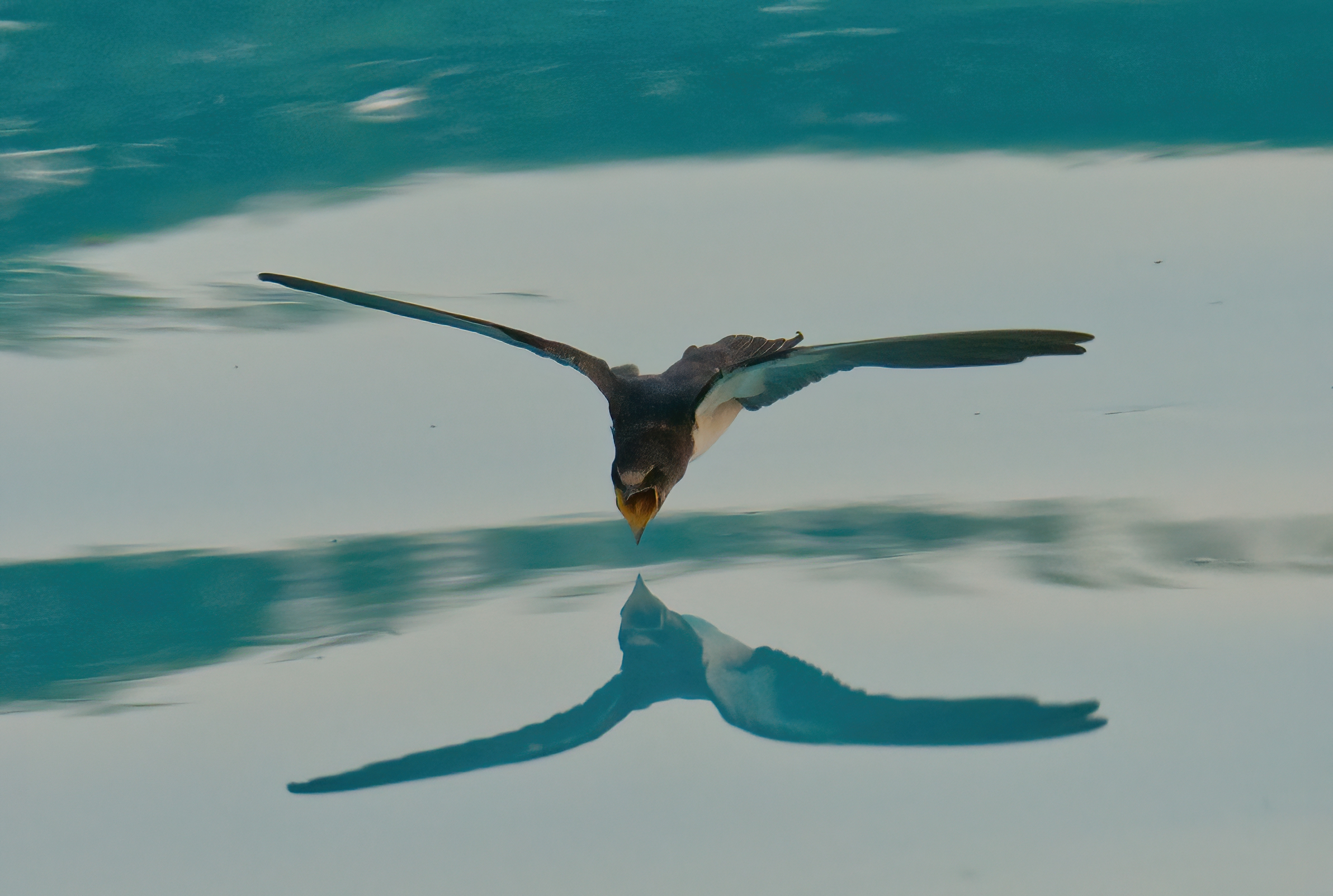 The thirst of the swallow