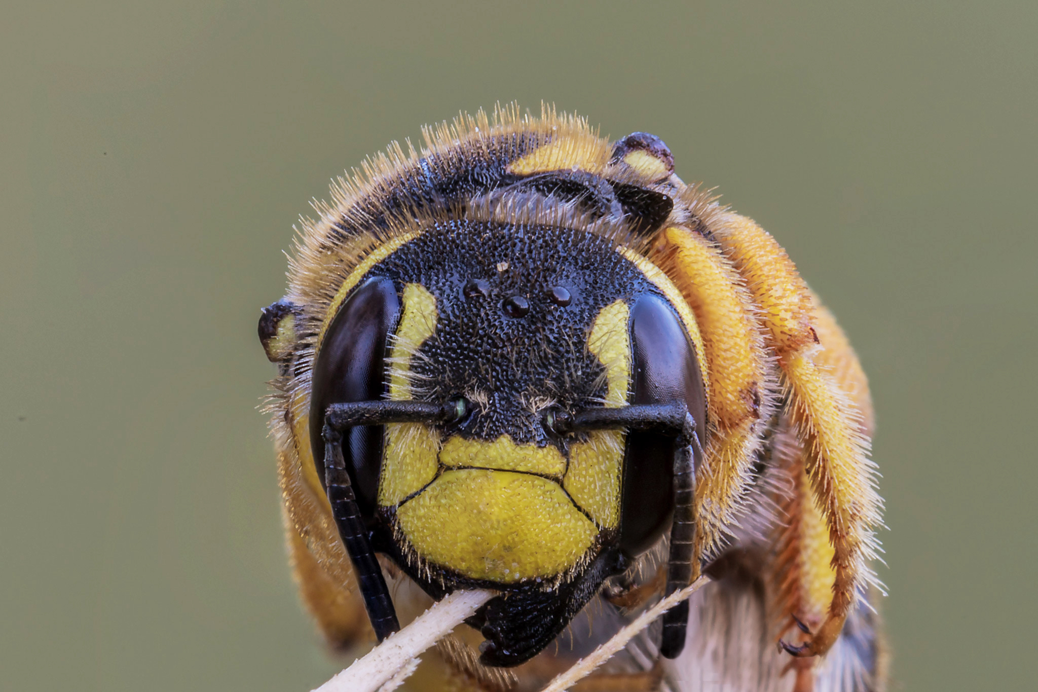 Ritratto di Trachusa interrupta