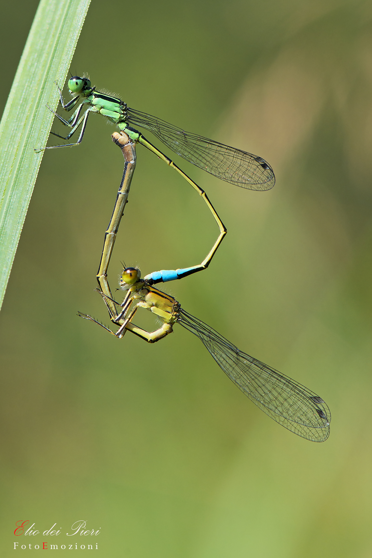 As if to form a heart... Pygmy Bluetail (Nehalenn)