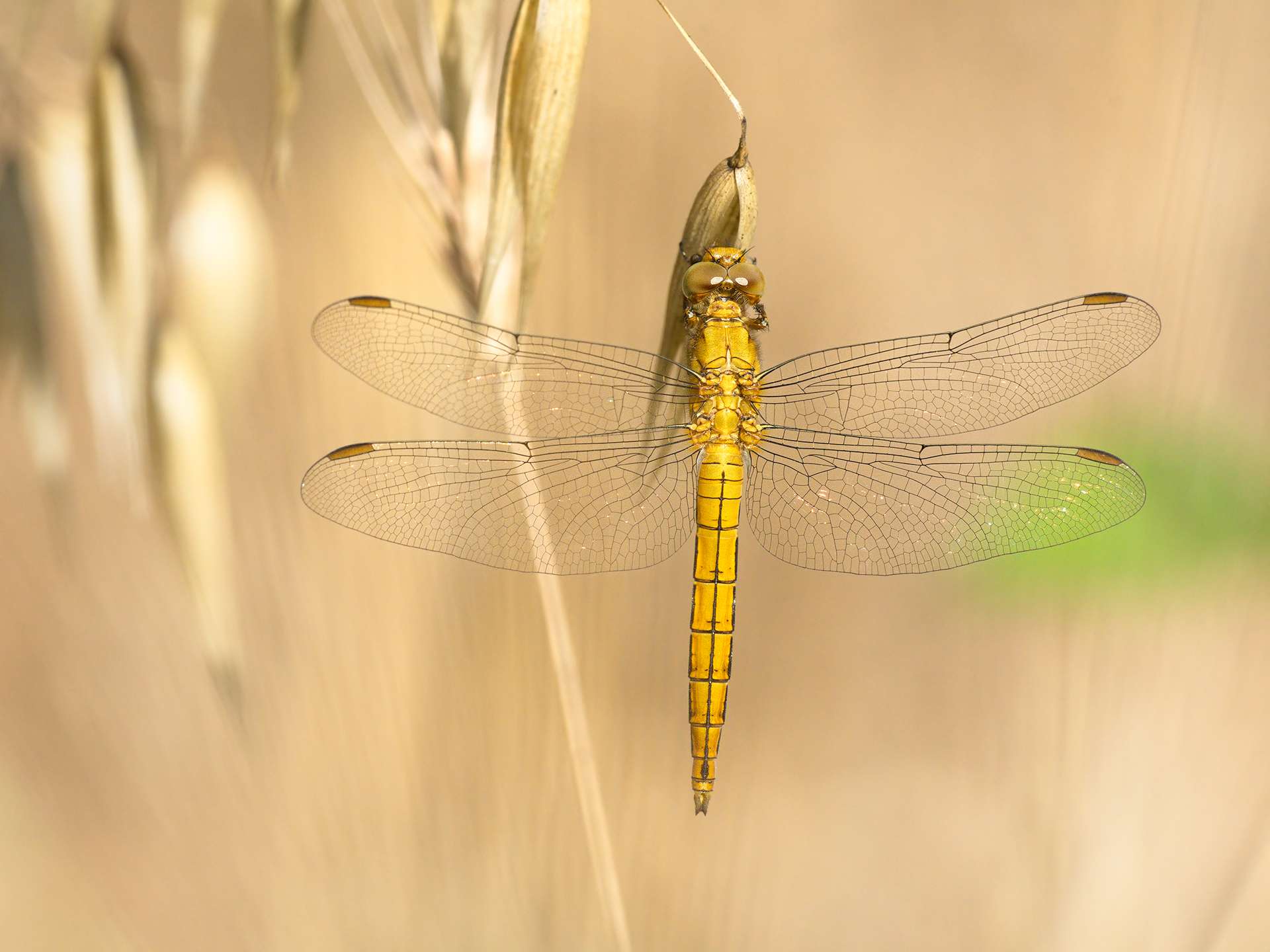 Orthetrum brunneum (female)