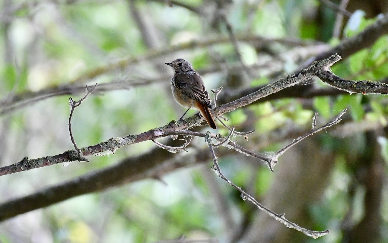 Young redstart