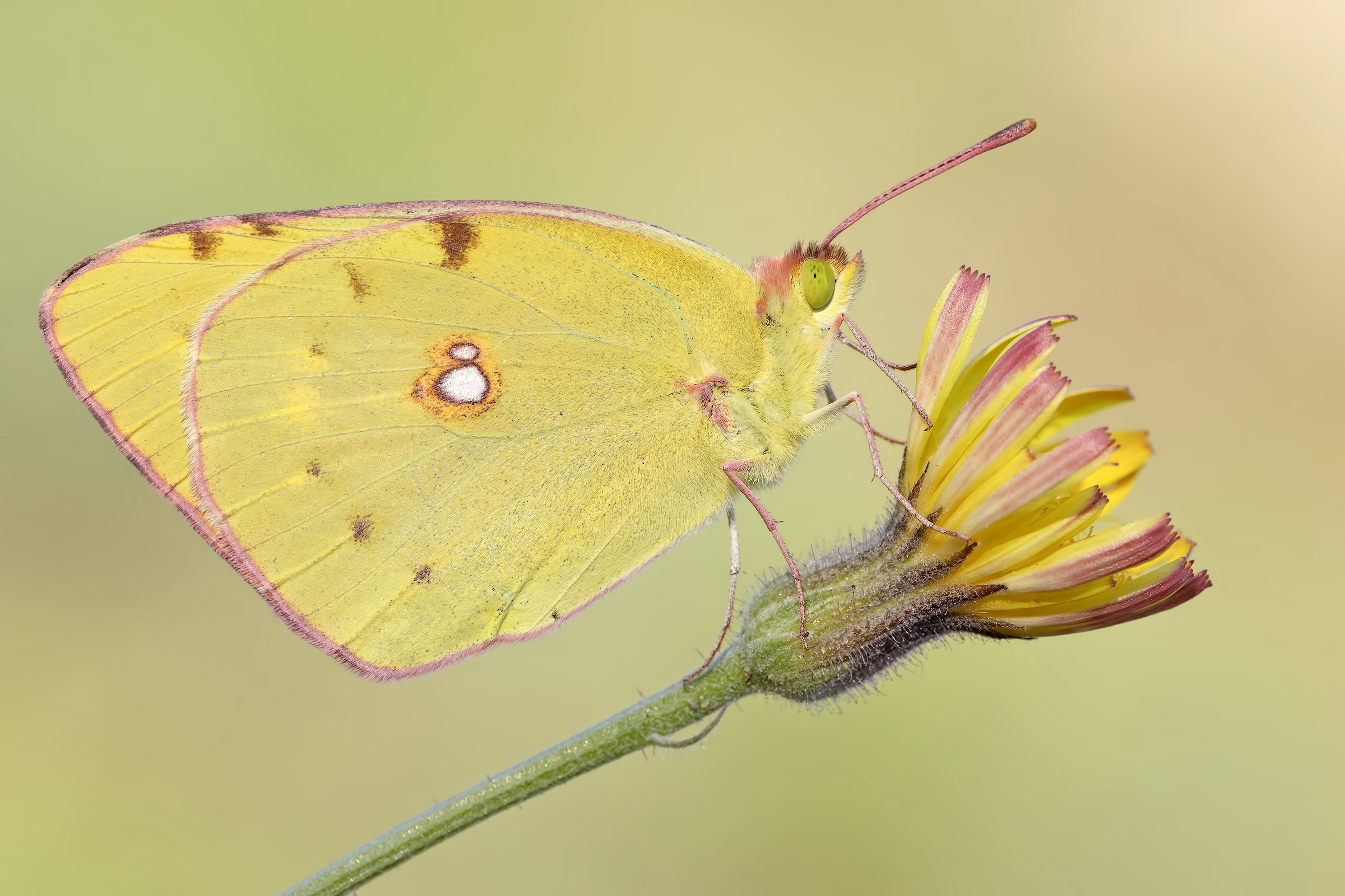 Colias
