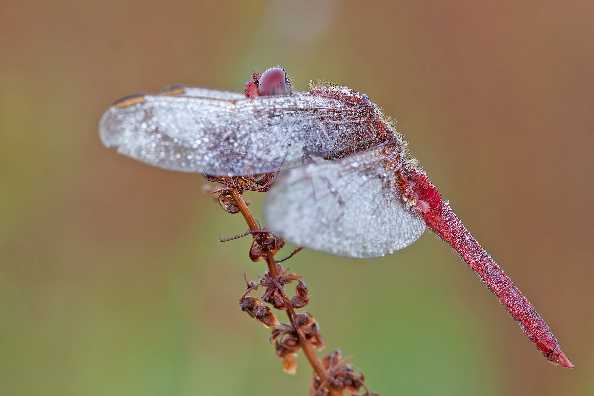 crocothemis erythraea