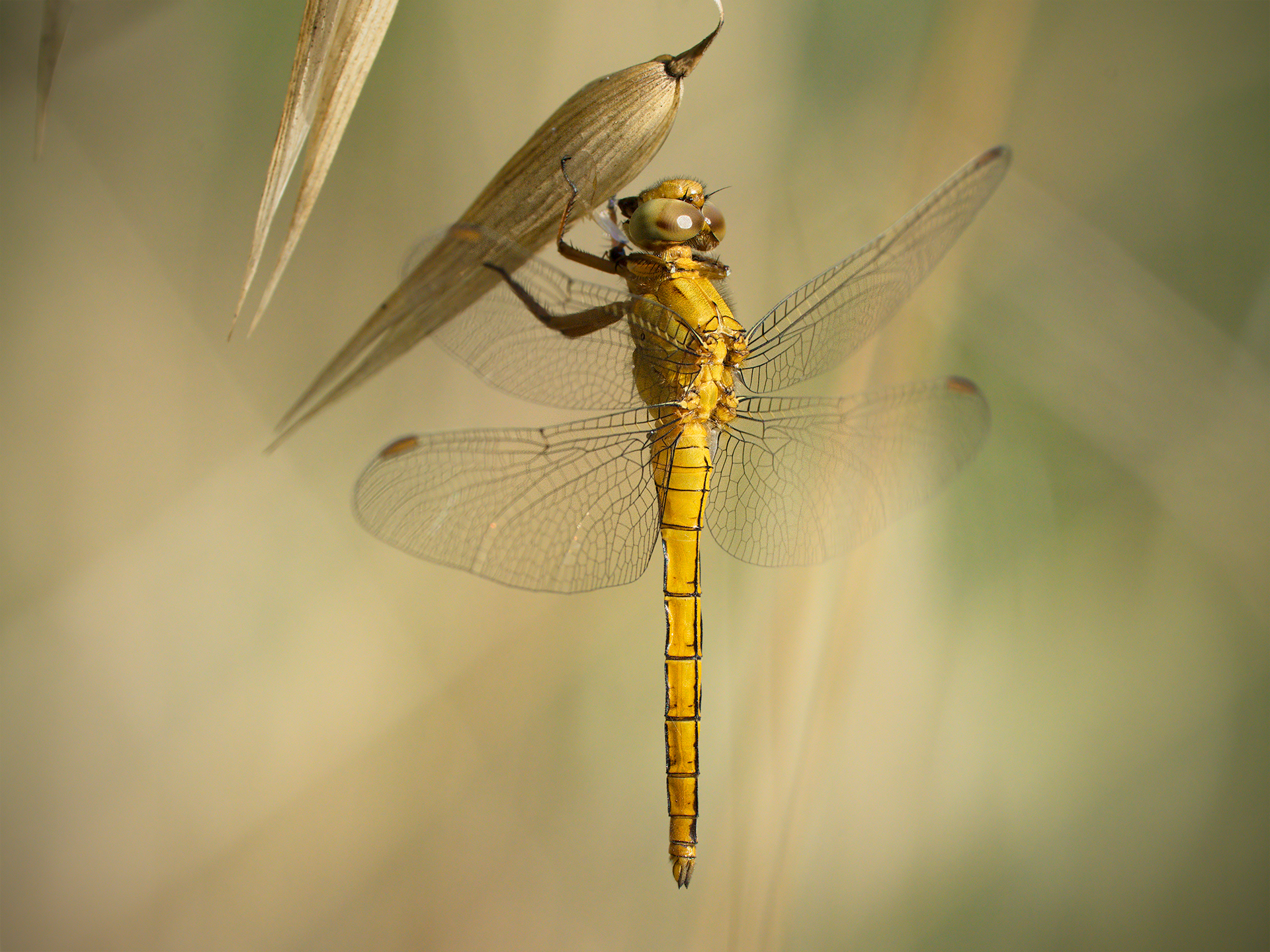 Orthetrum brunneum (female)