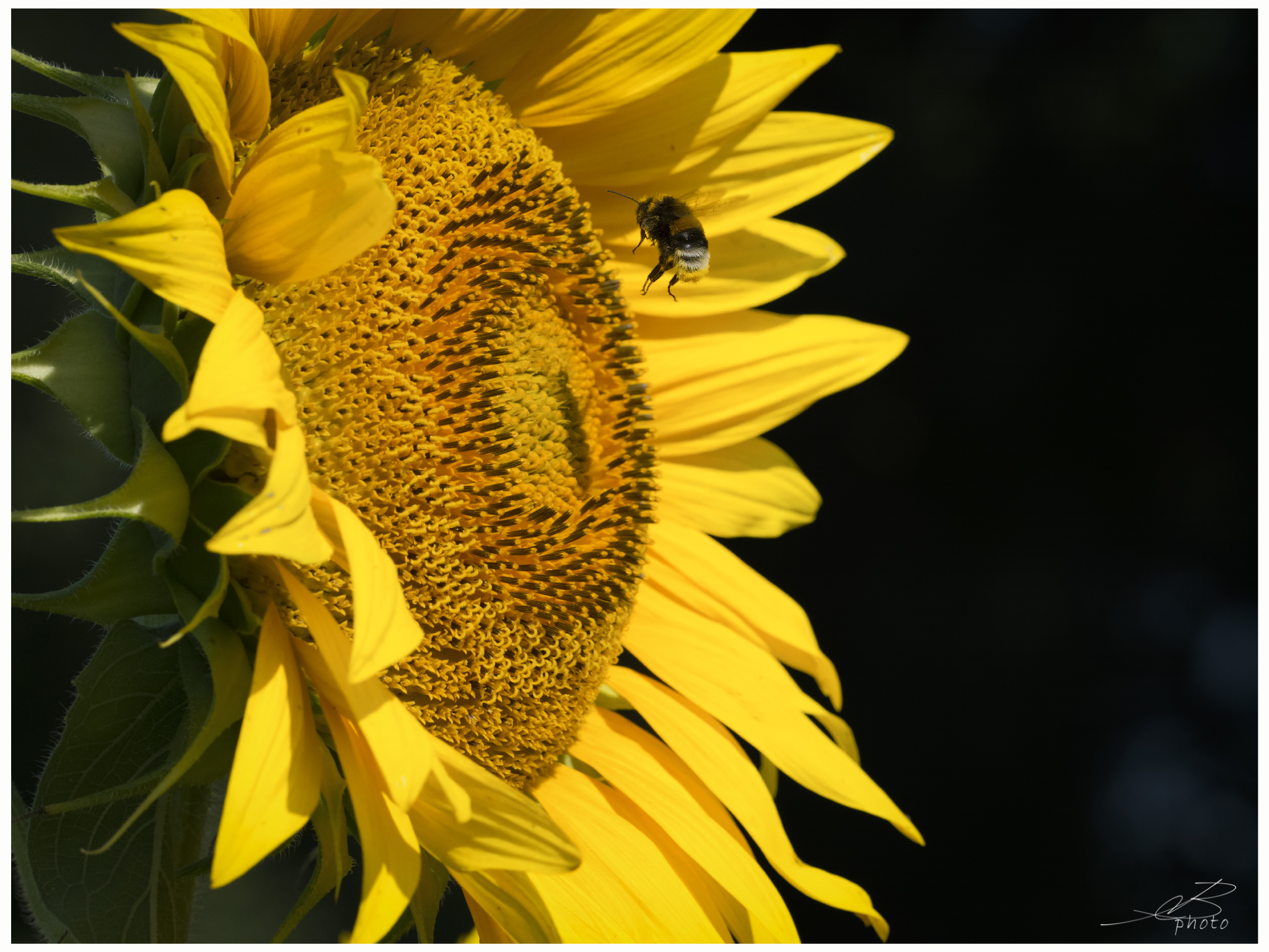 Atterraggio sul girasole