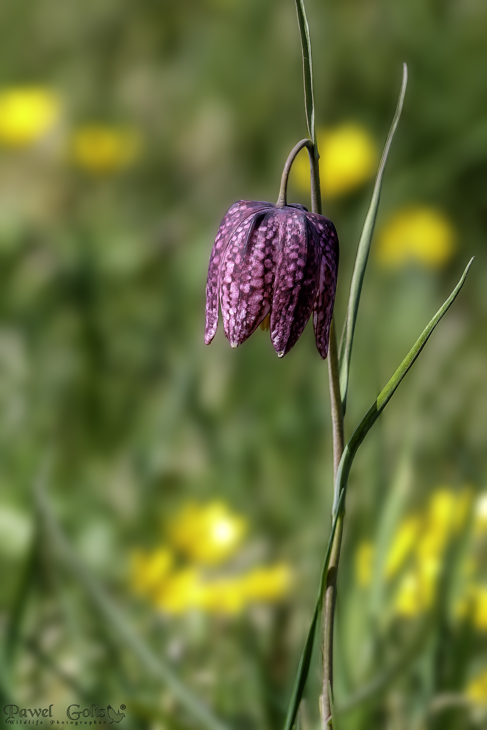 Fiore di scacchi (Fritillaria meleagris)