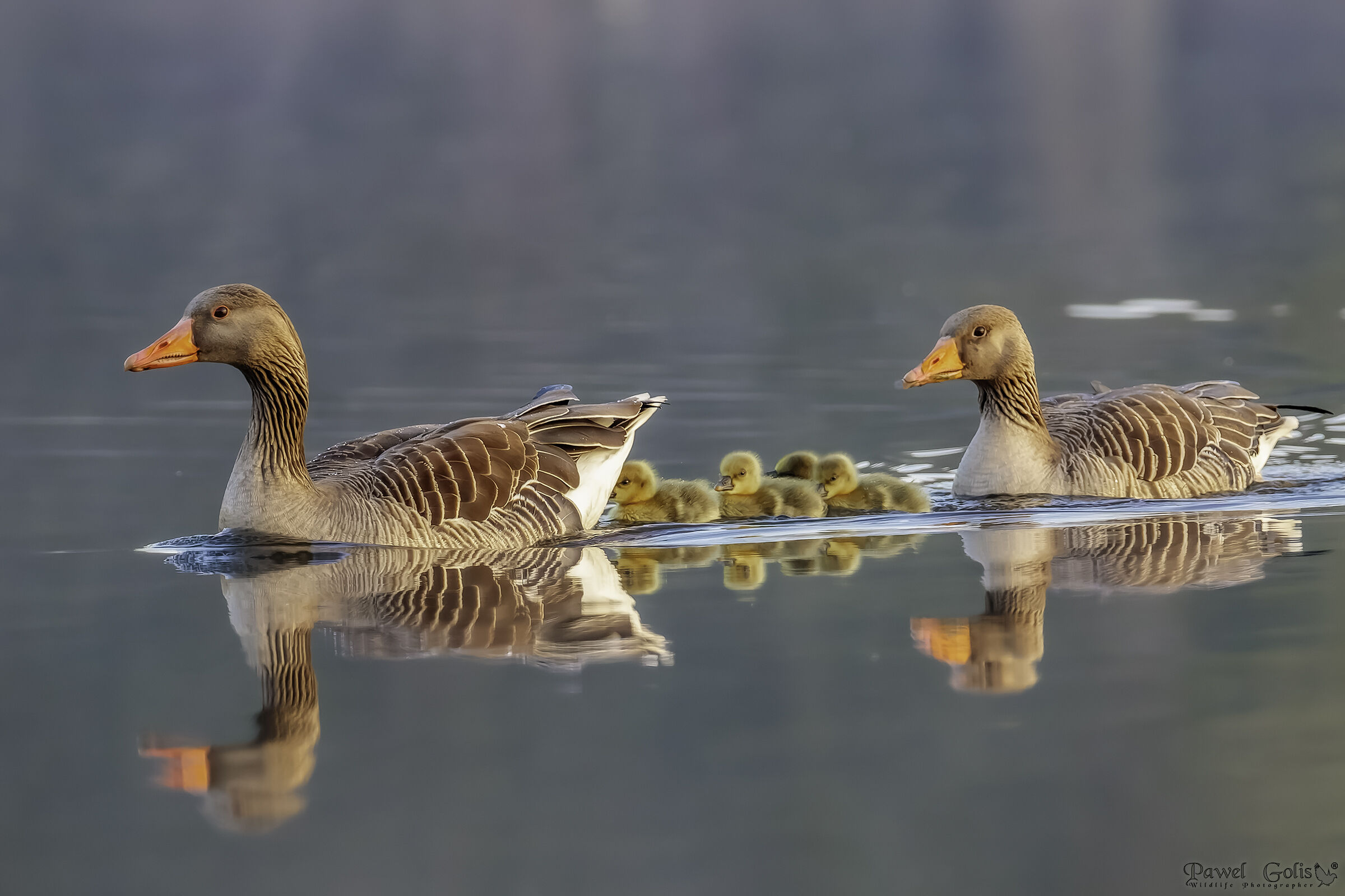 Oca greylag (Anser anser)