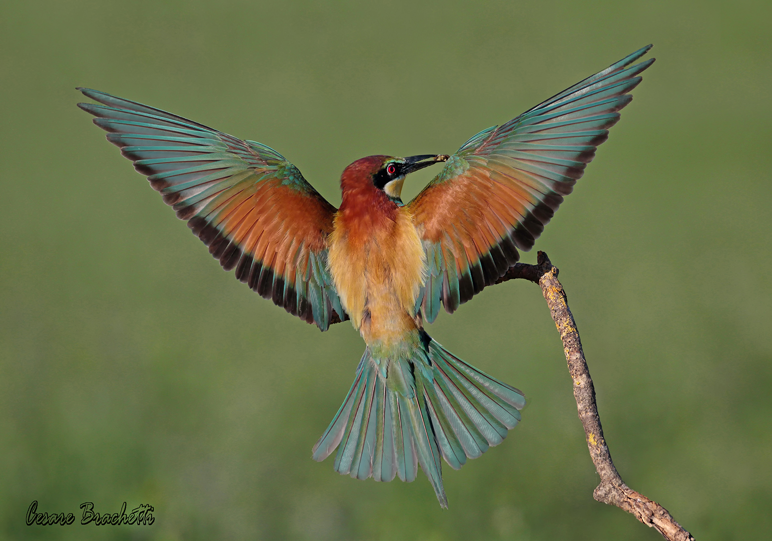 bee-eater