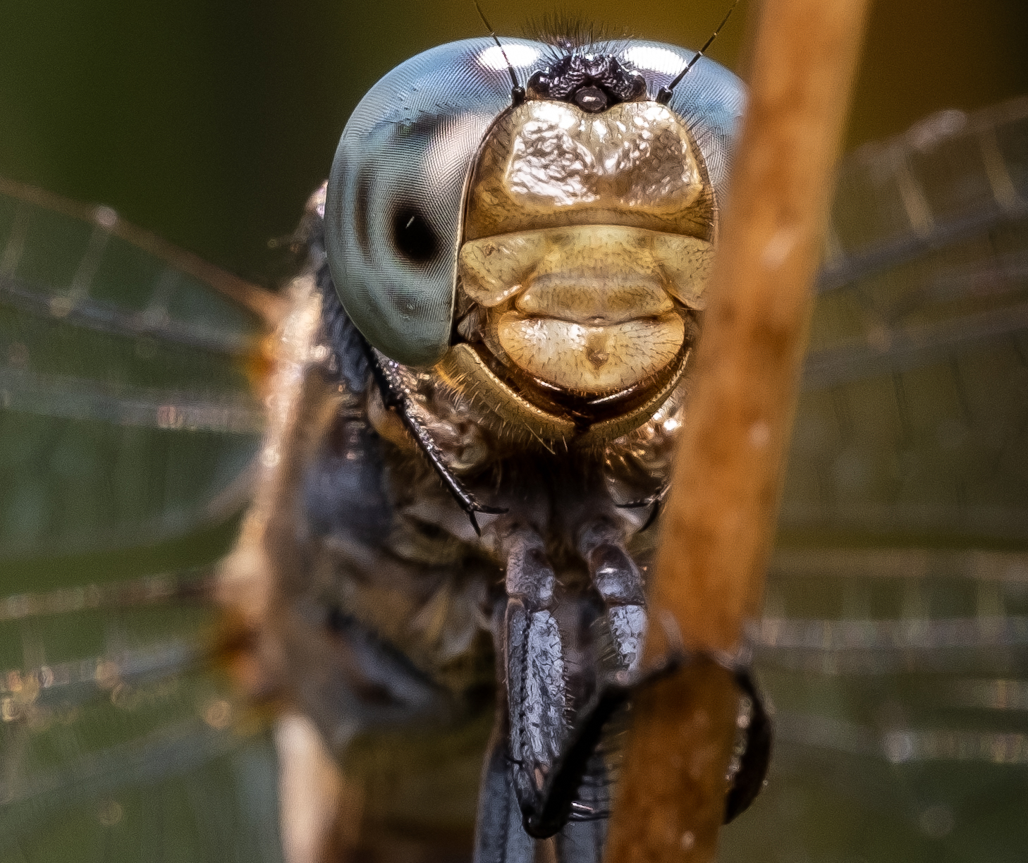 Libellula con il sorriso
