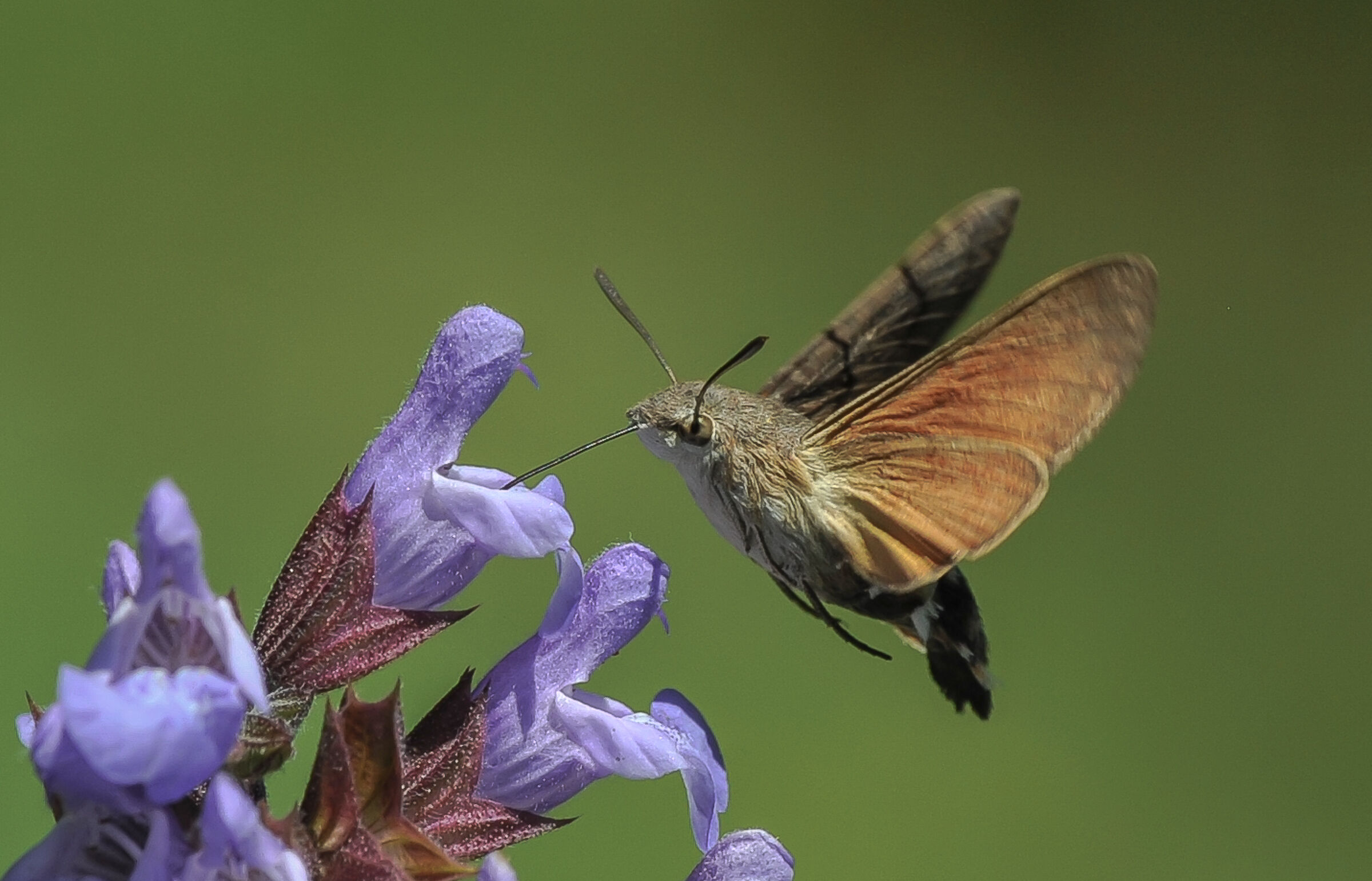 The hummingbird sphinx