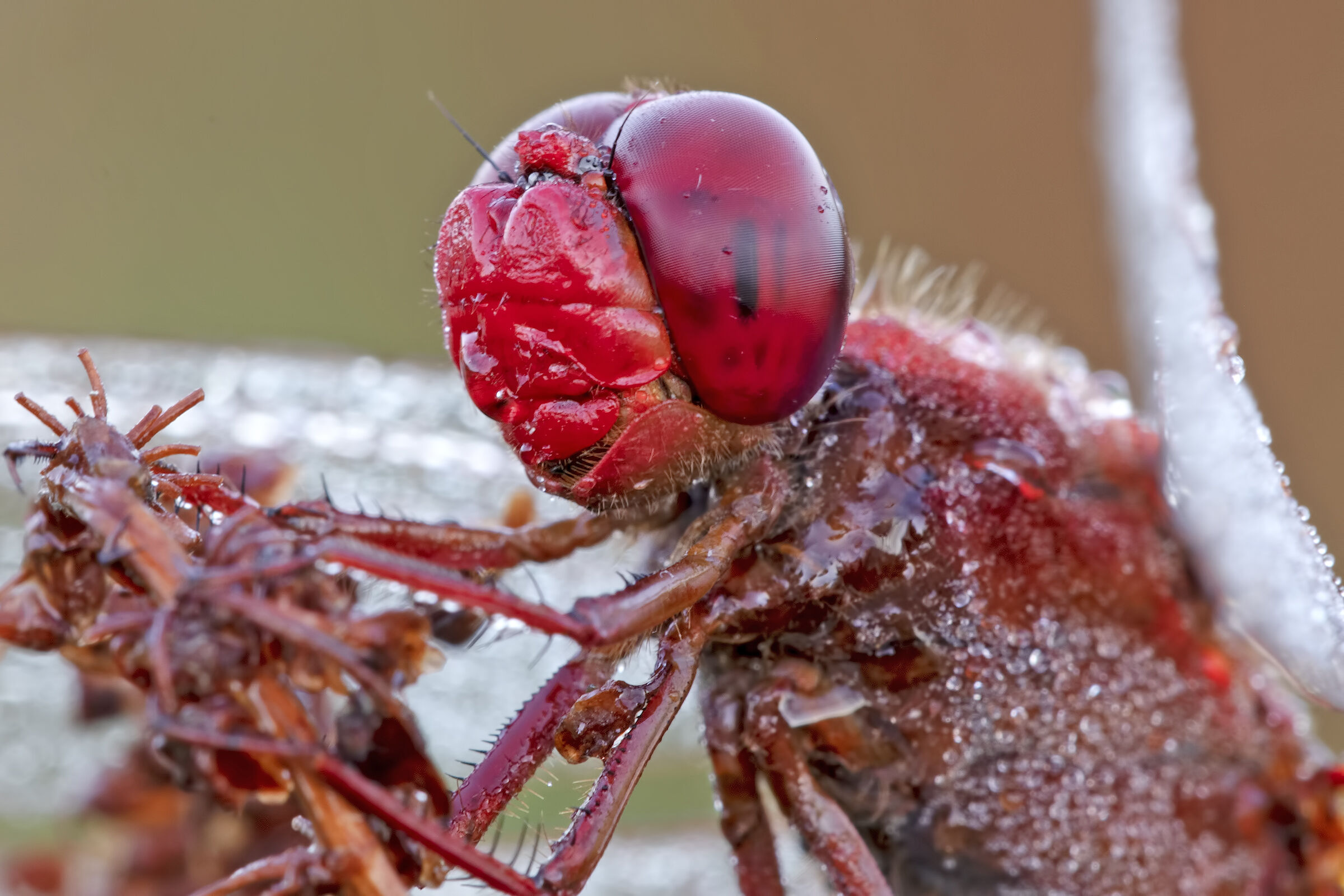 crocothemis erythraea