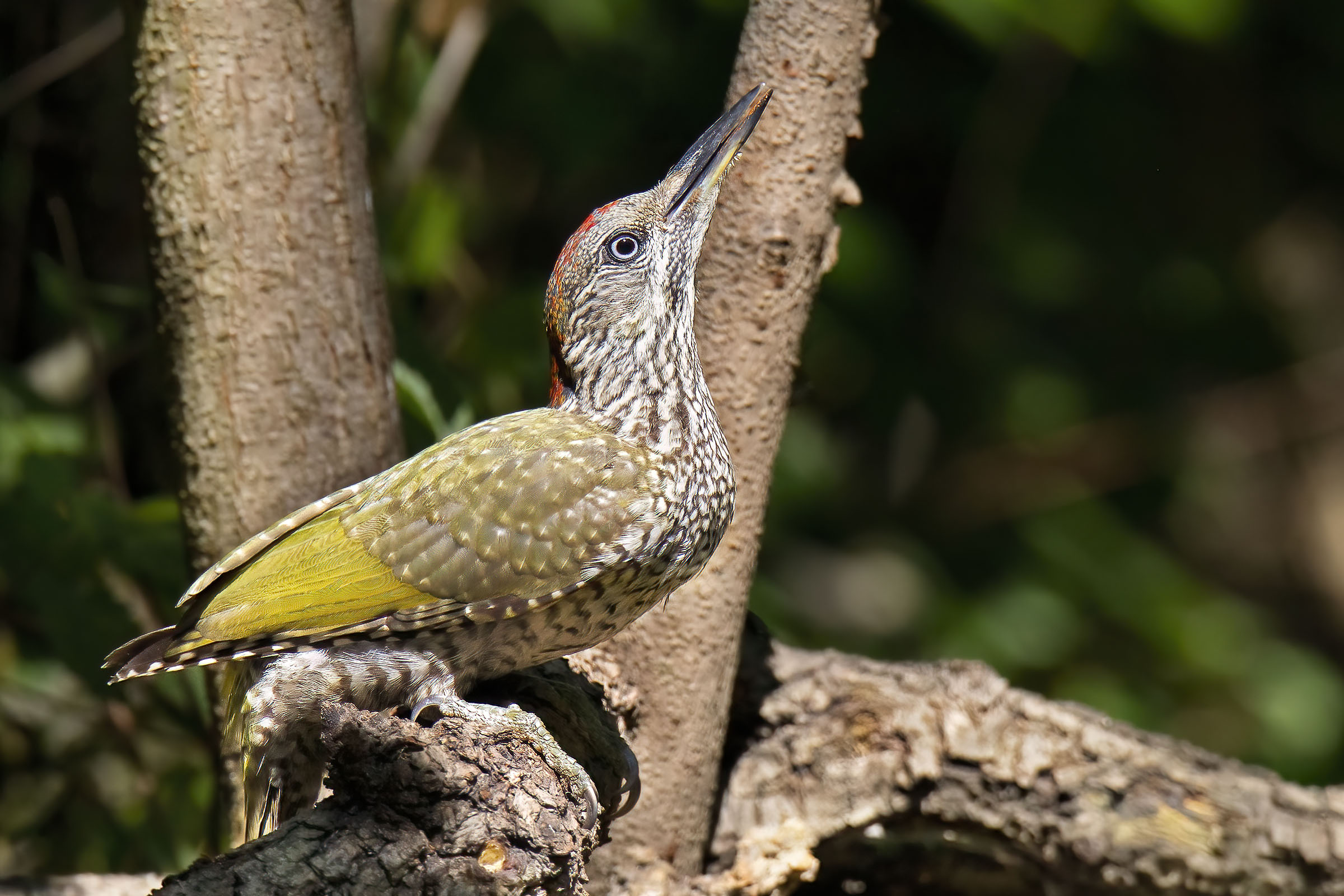 Green Woodpecker Juvenes