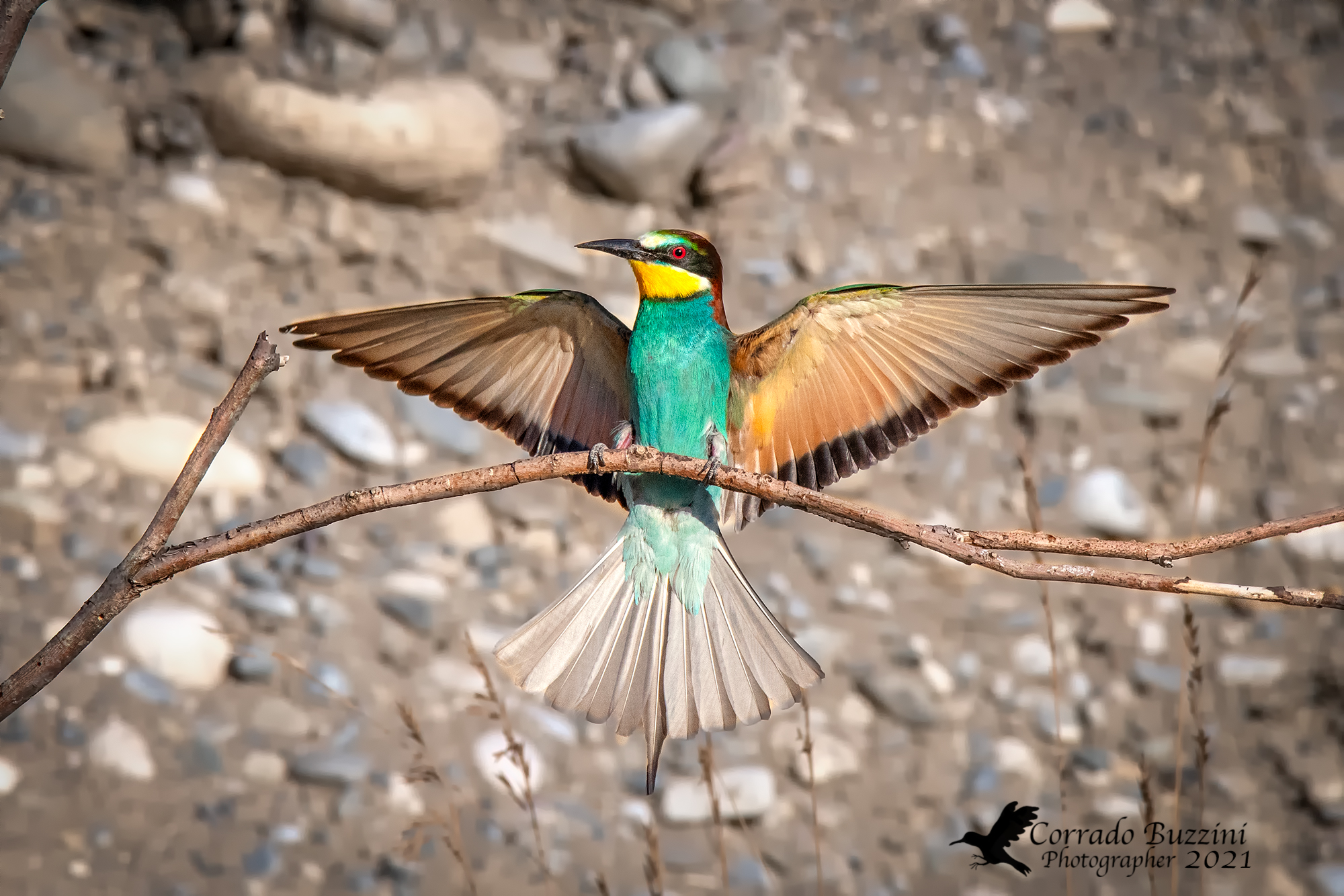 bee-eater
