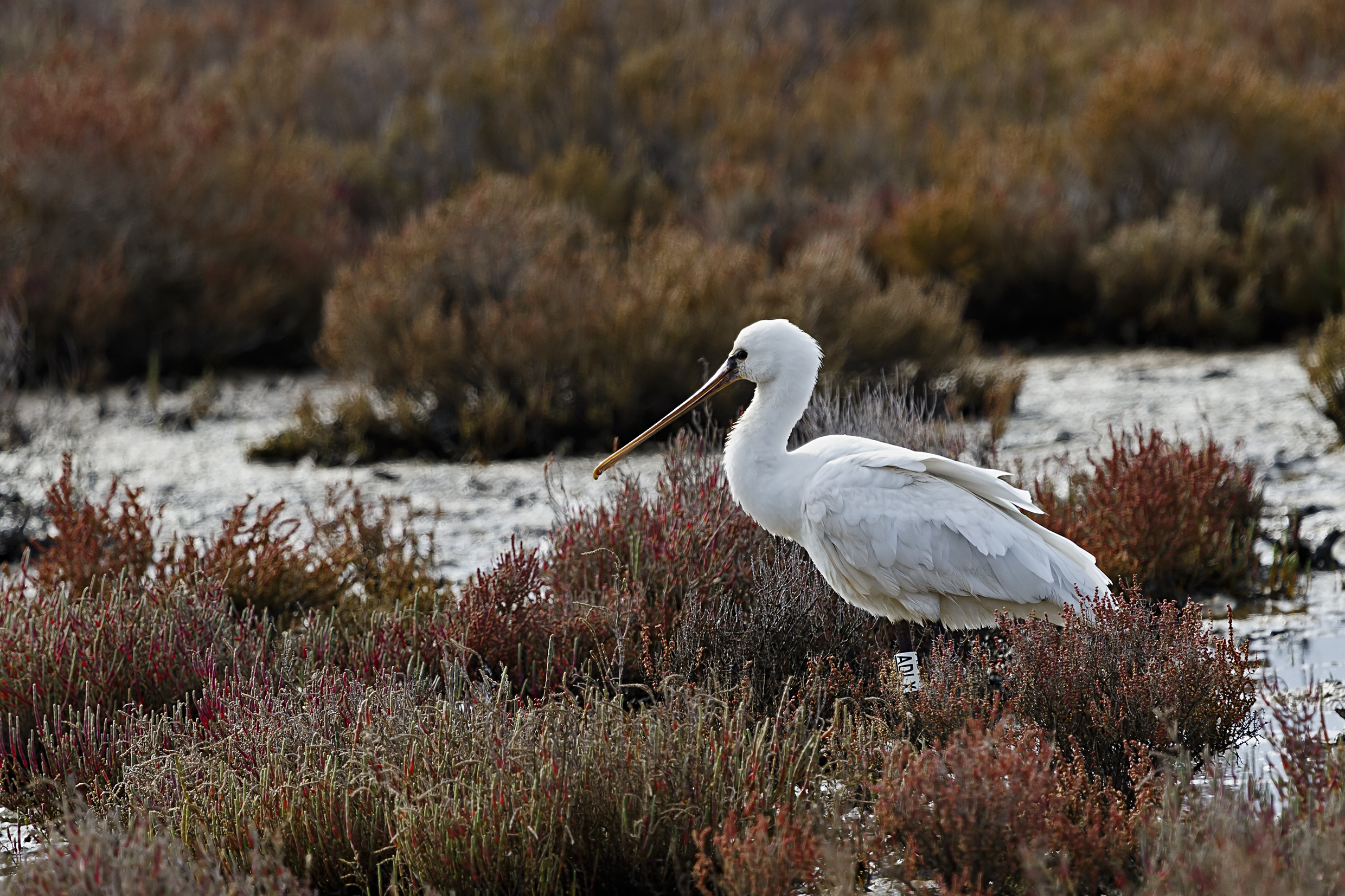 Spatola  Platalea leucorodia