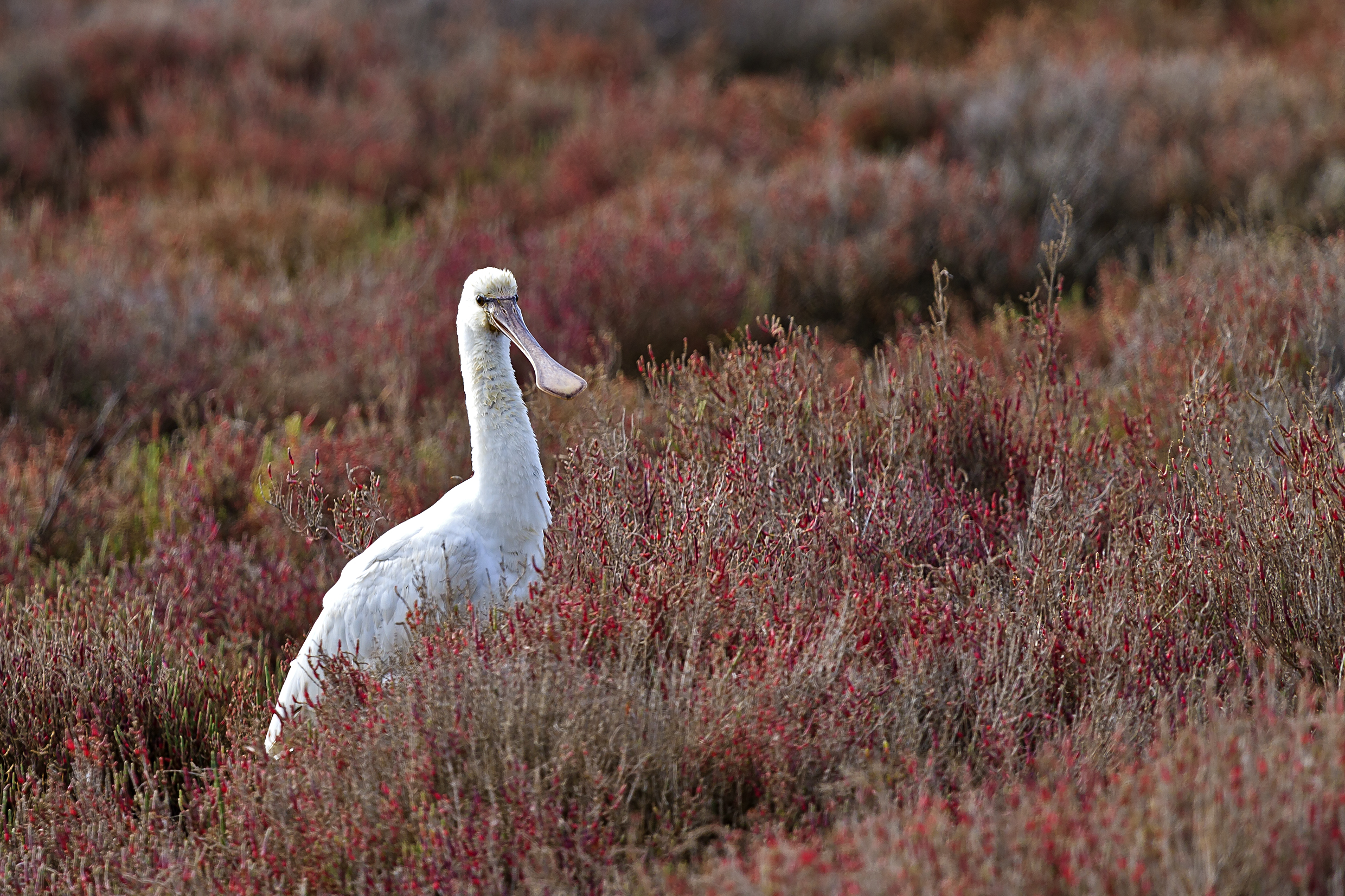 Spatola  Platalea leucorodia