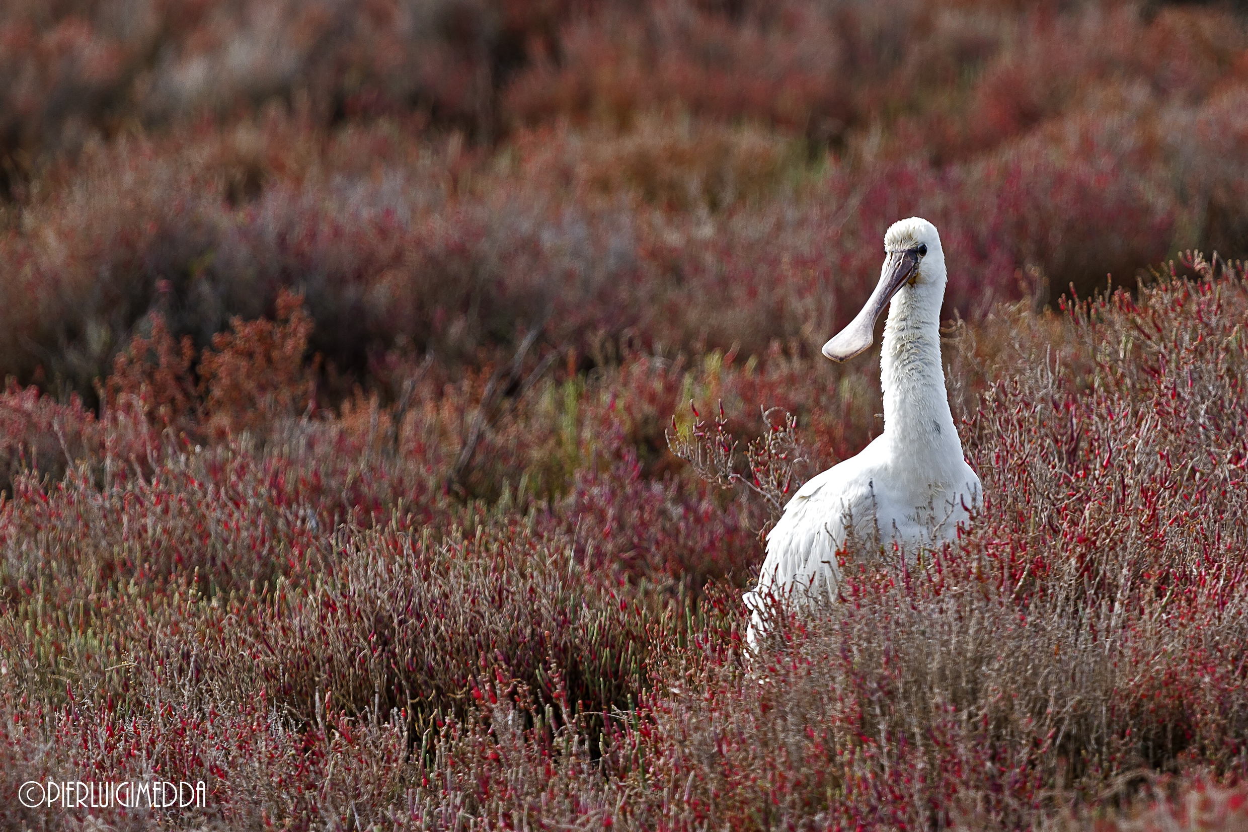 Spatola  Platalea leucorodia