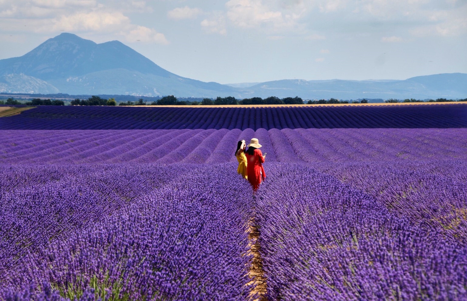 Purple undulations
