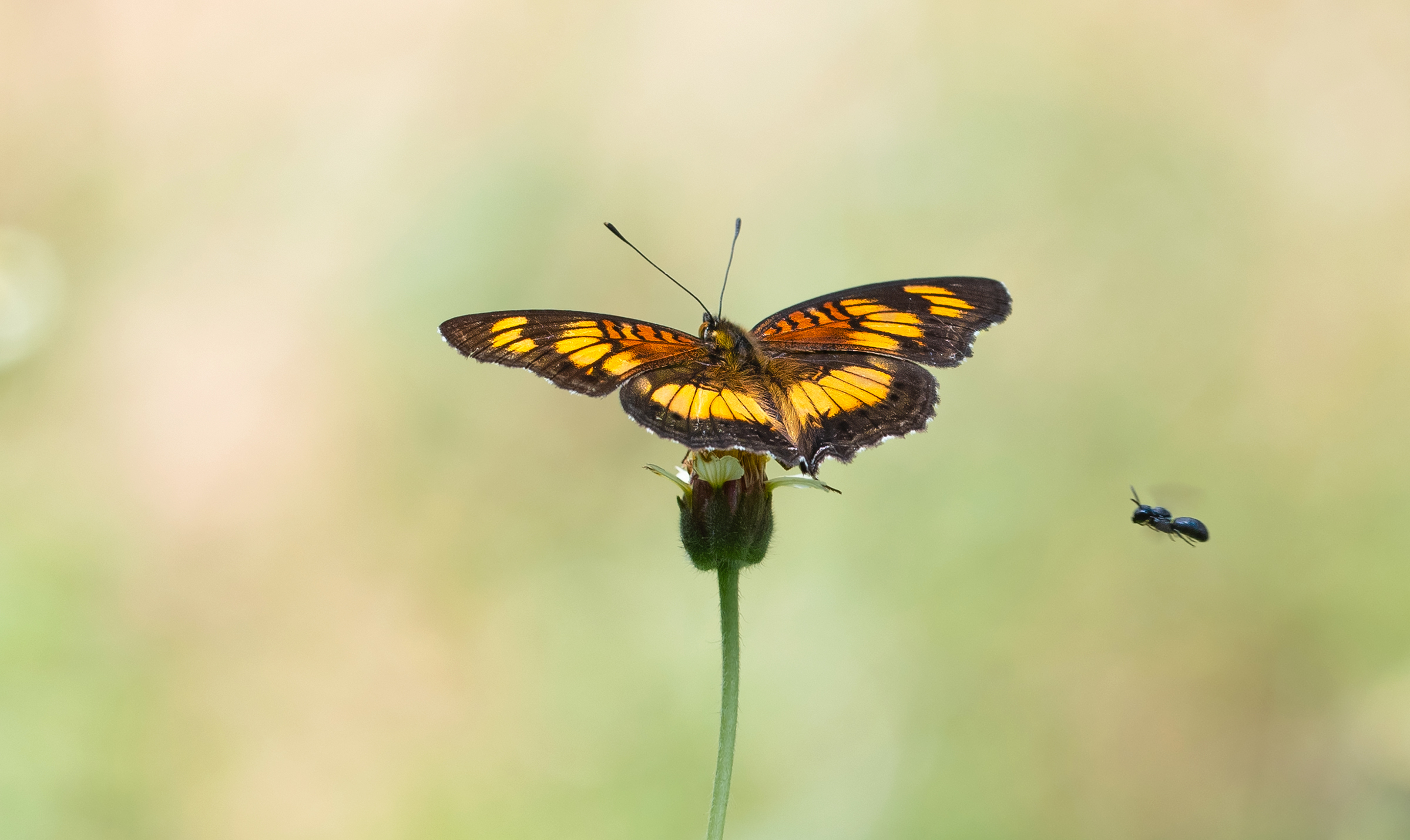 Piccola Pansy (Junonia sophia)