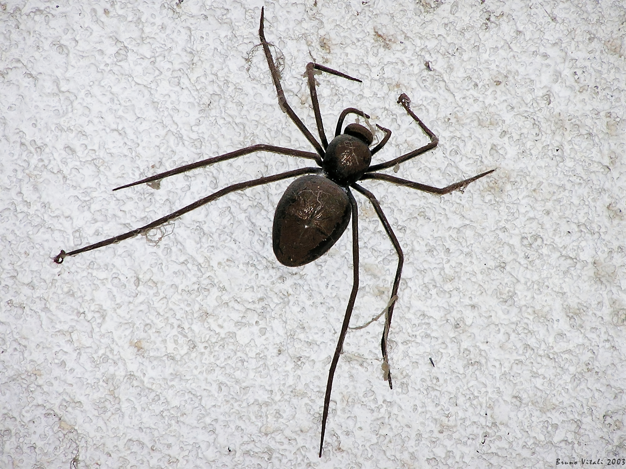spider
