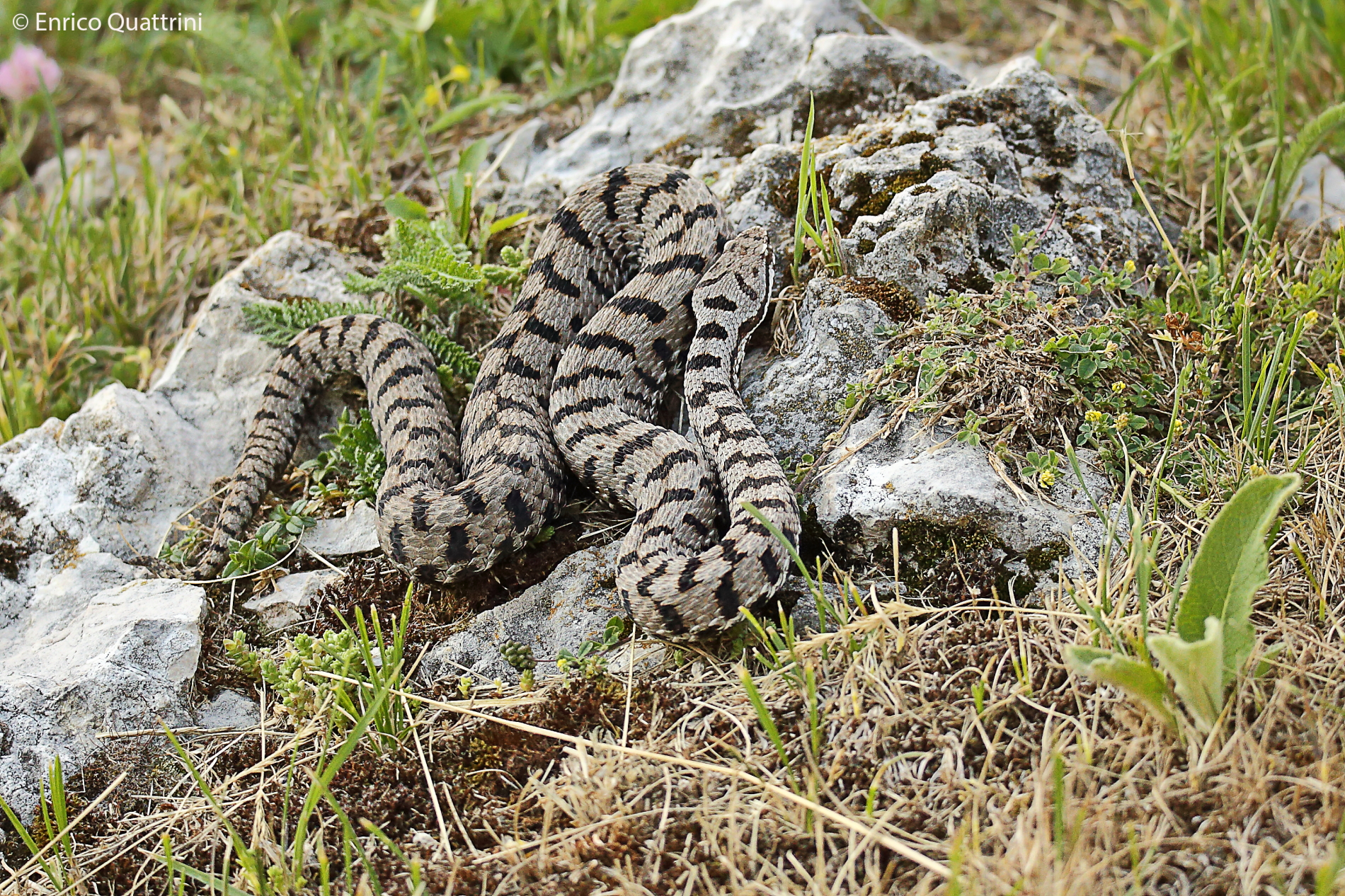 Vipera