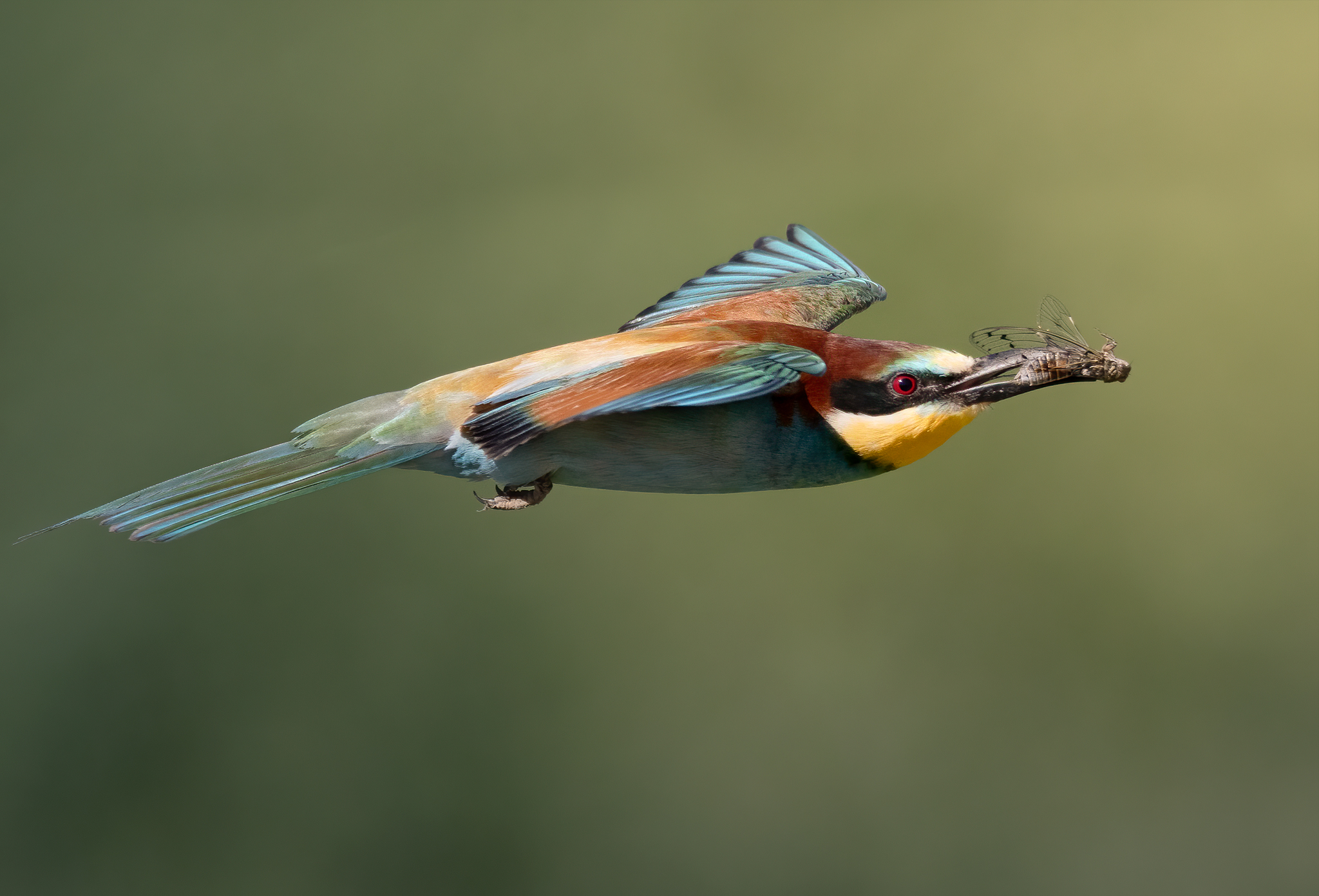 Gruccione in volo con preda