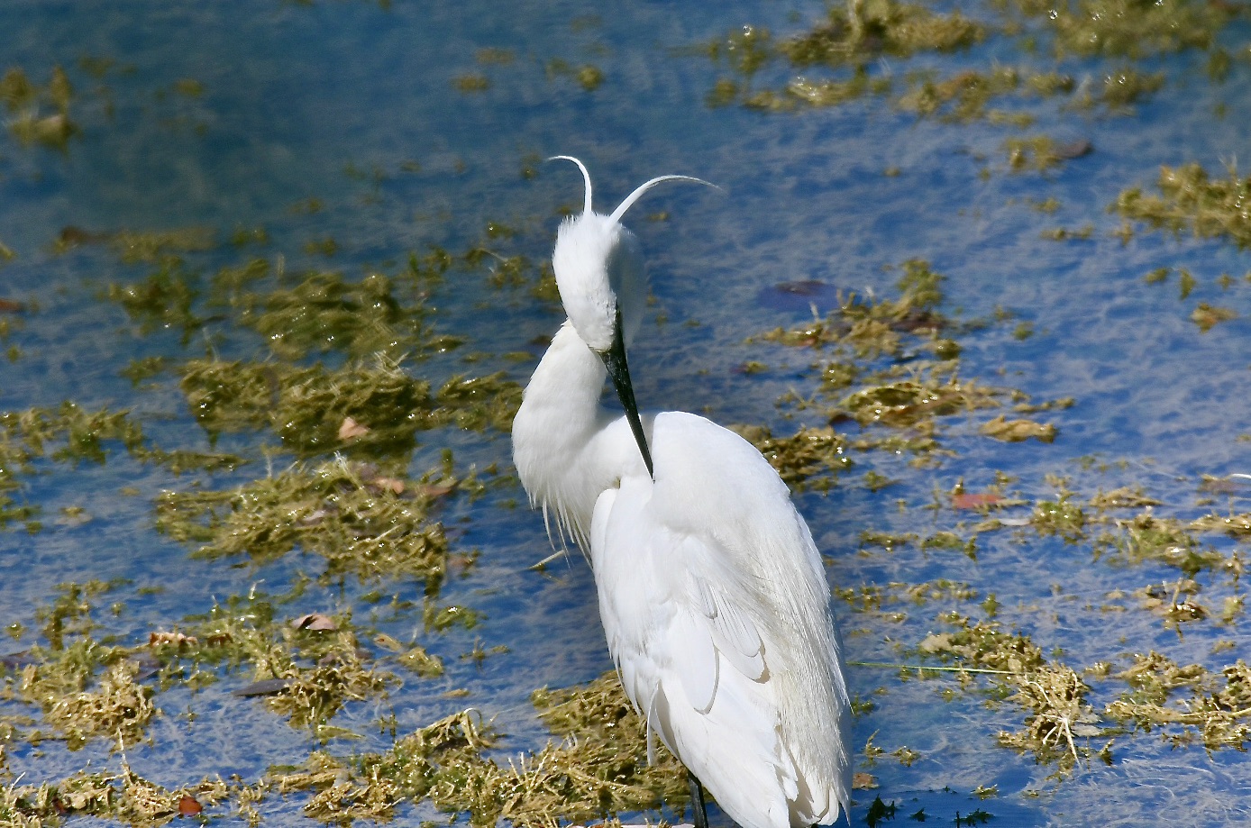Egret 1
