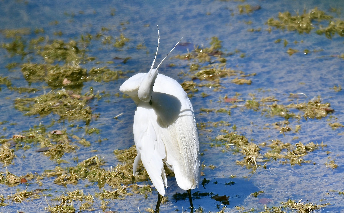 Egret 2