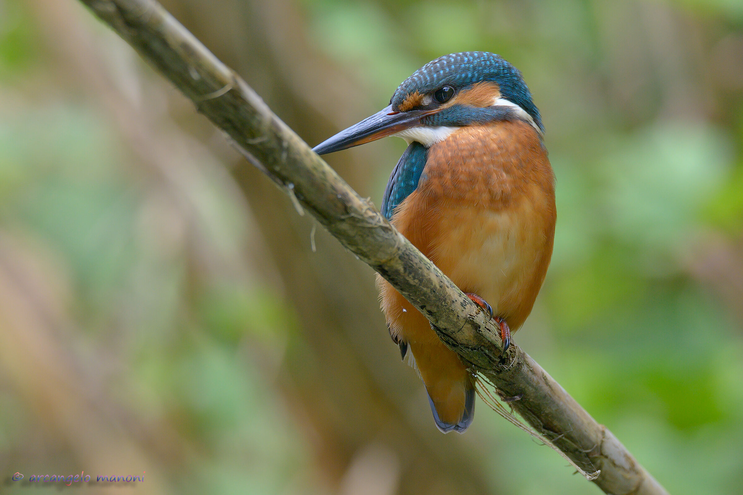 The Guardian of the River