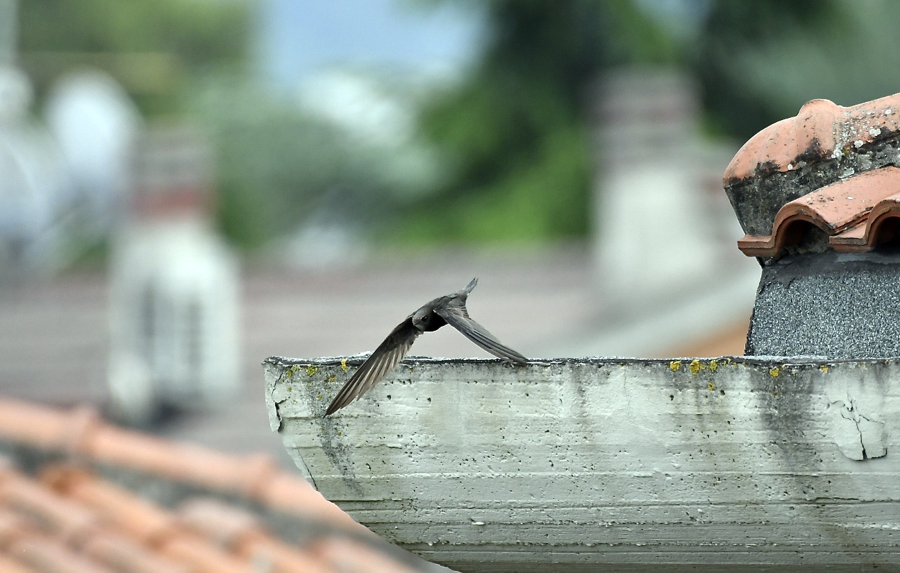 Common swift 1
