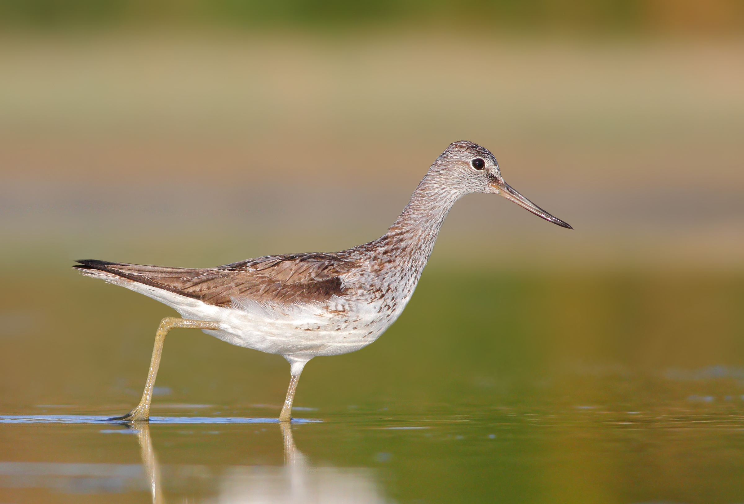 greenshank