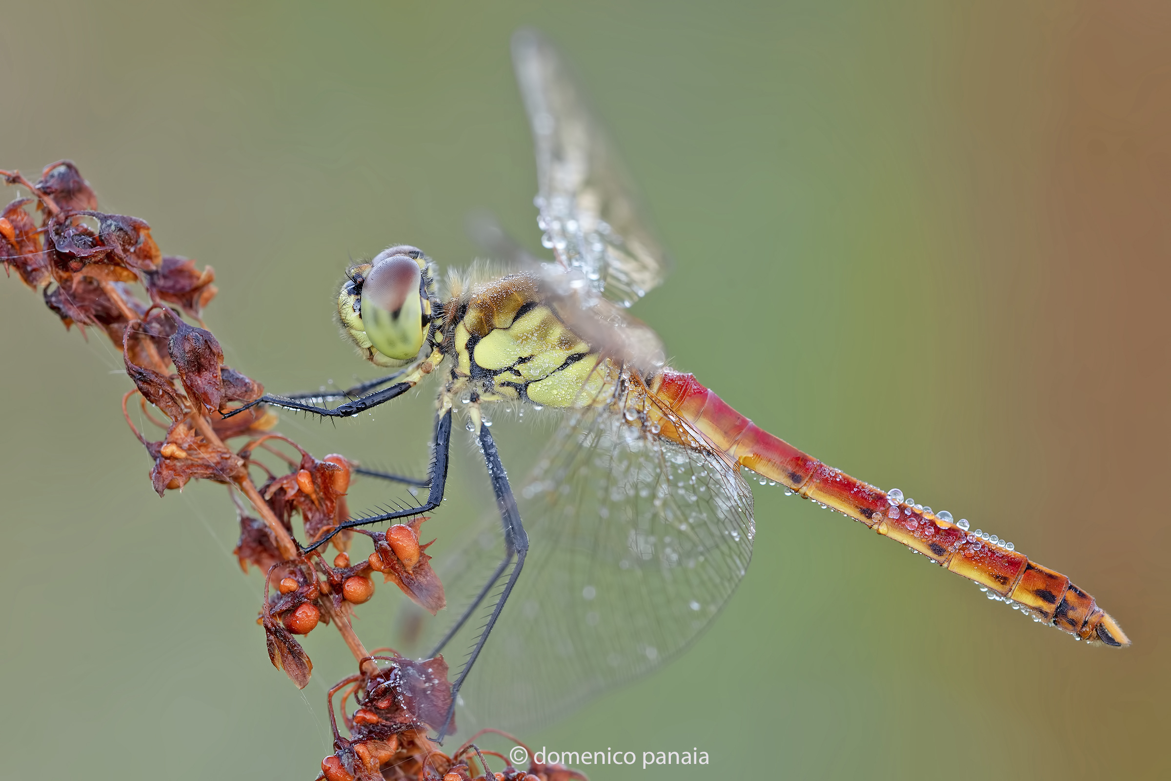 sympetrum depressisculum