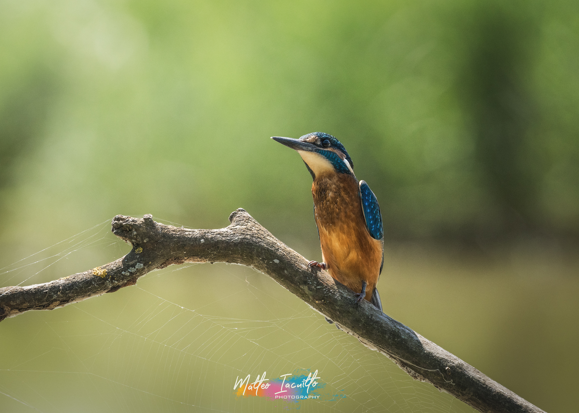 Martin pescatore "Alcedo Atthis"