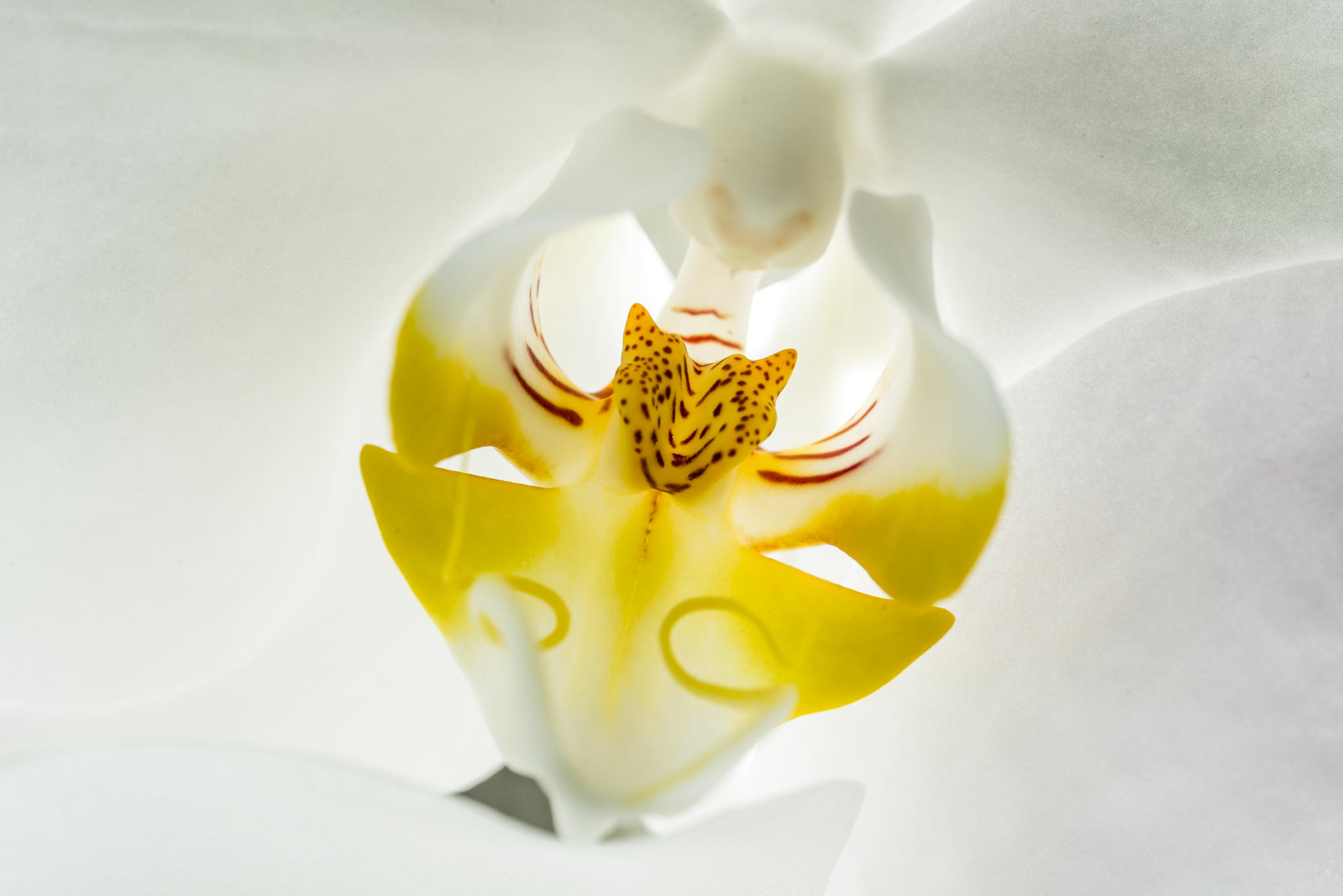 Una bianca orchidea